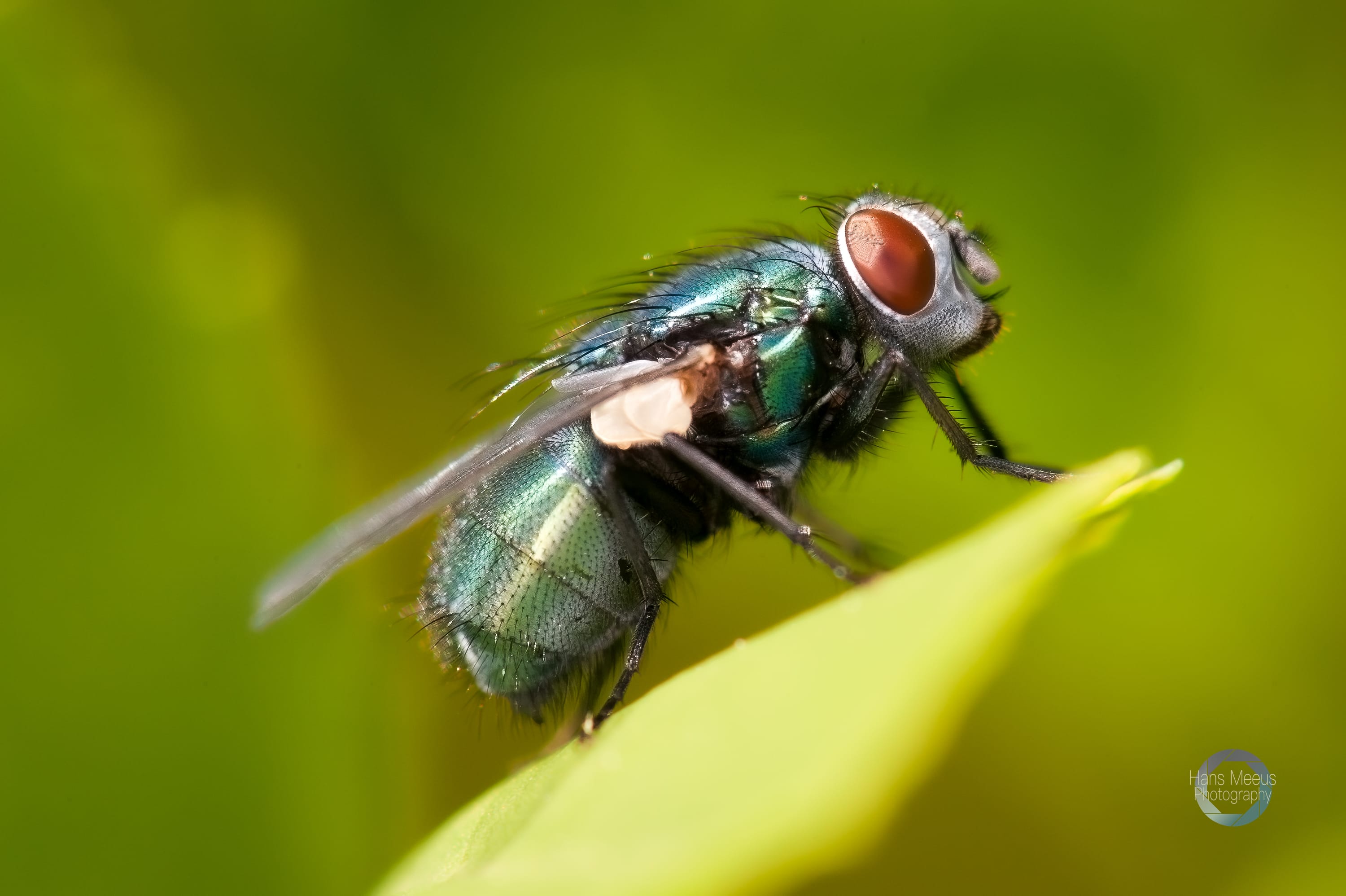 Blauwe Vleesvlieg