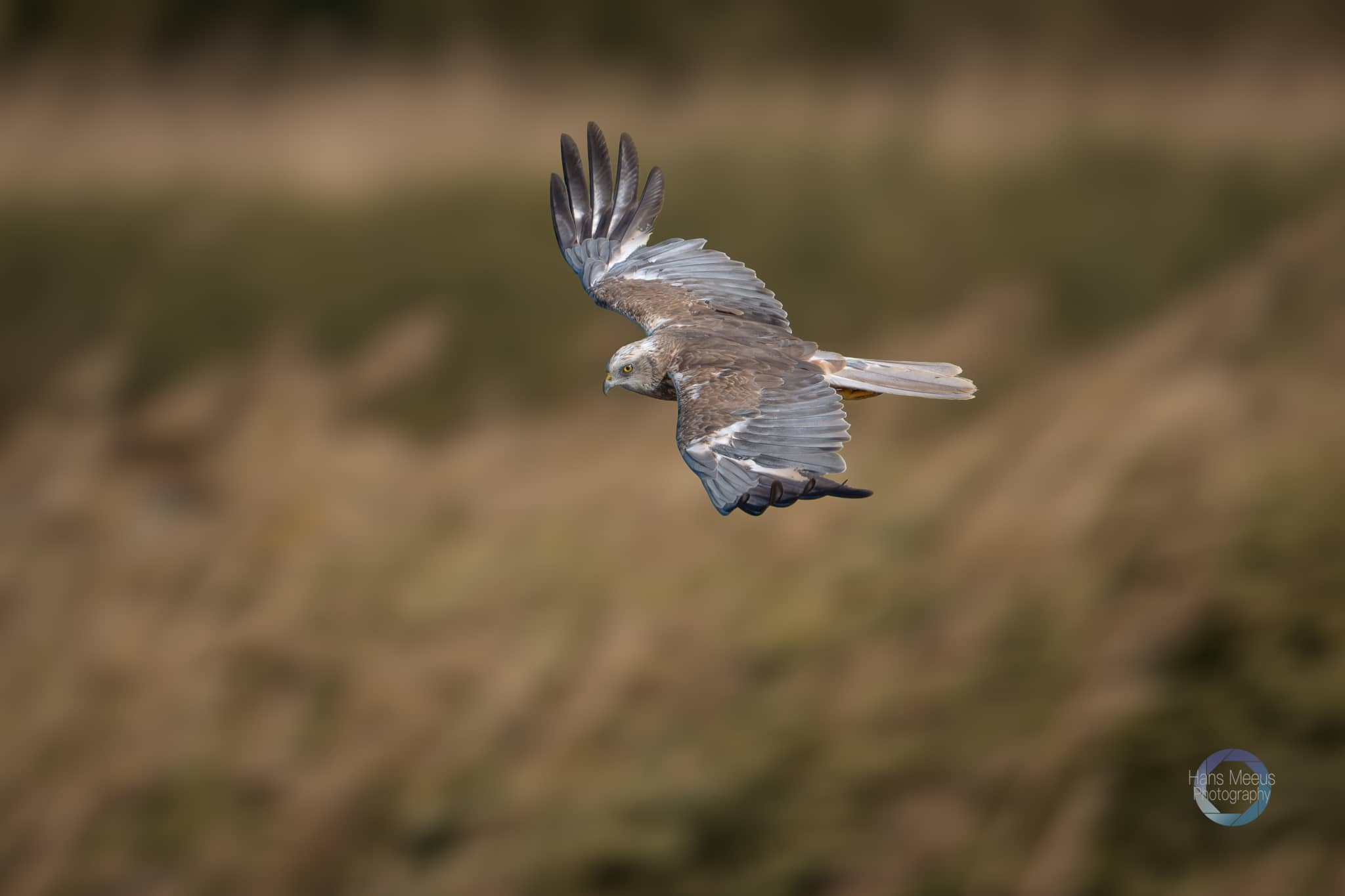 Bruine Kiekendief Mannetje Het Vinne Zoutleeuw - Hans Meeus Photography Bruine Kiekendief Mannetje Het Vinne Zoutleeuw