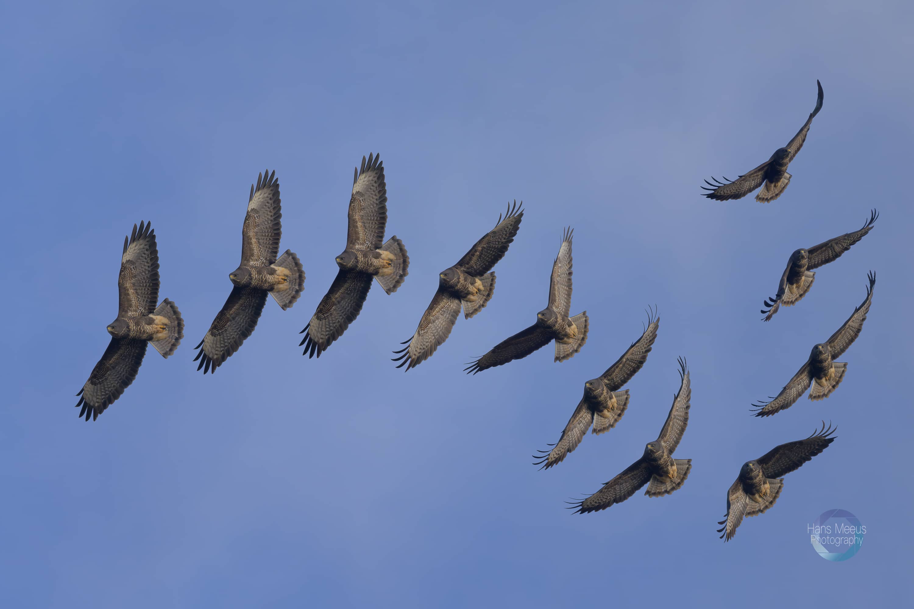 Het Vinne Zoutleeuw Donkere Buizerd Multishot