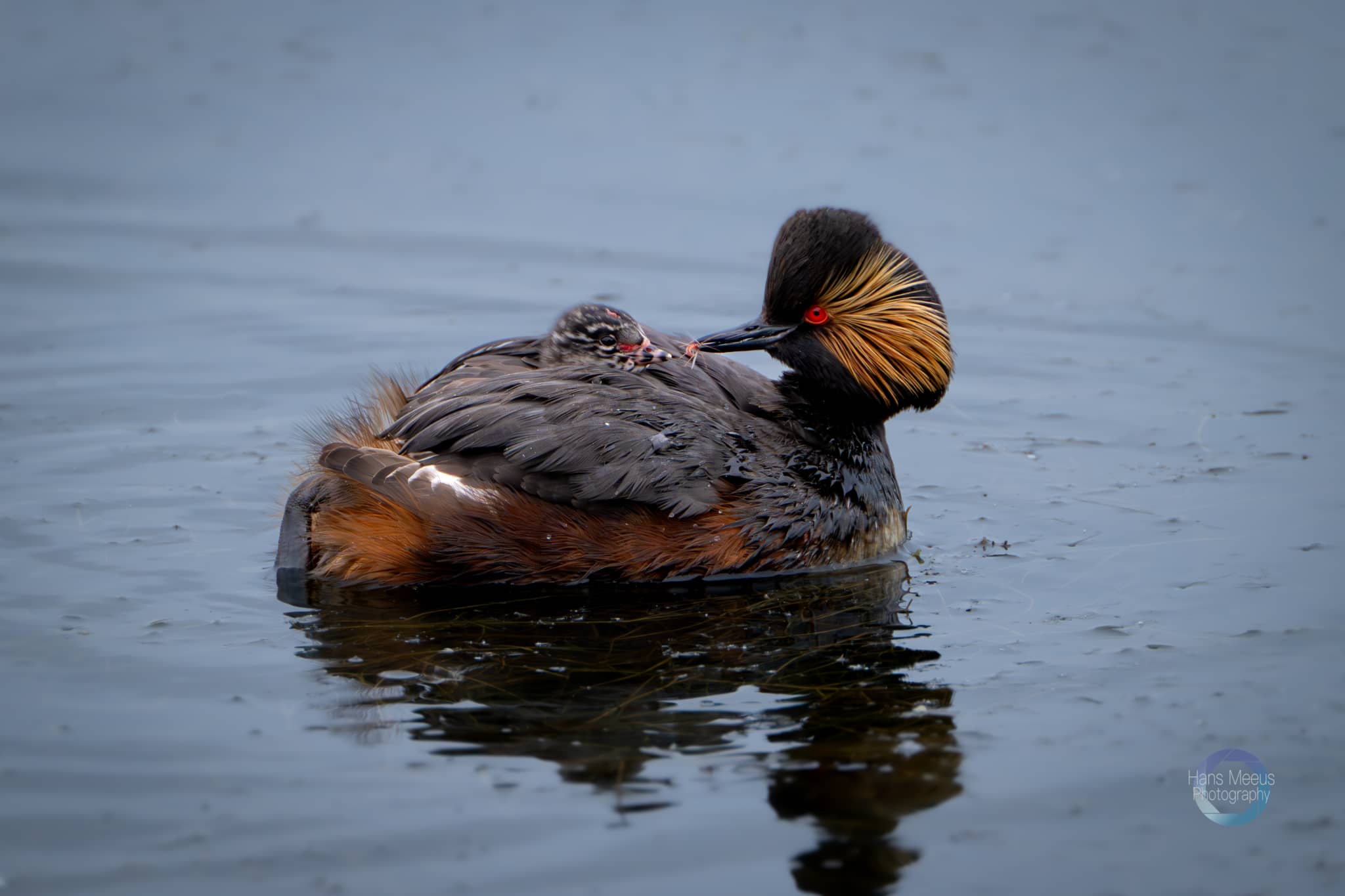 Geoorde Fuut Met Jong Op Rug Het Vinne Zoutleeuw - Hans Meeus Photography Geoorde Fuut Met Jong Op Rug Het Vinne Zoutleeuw