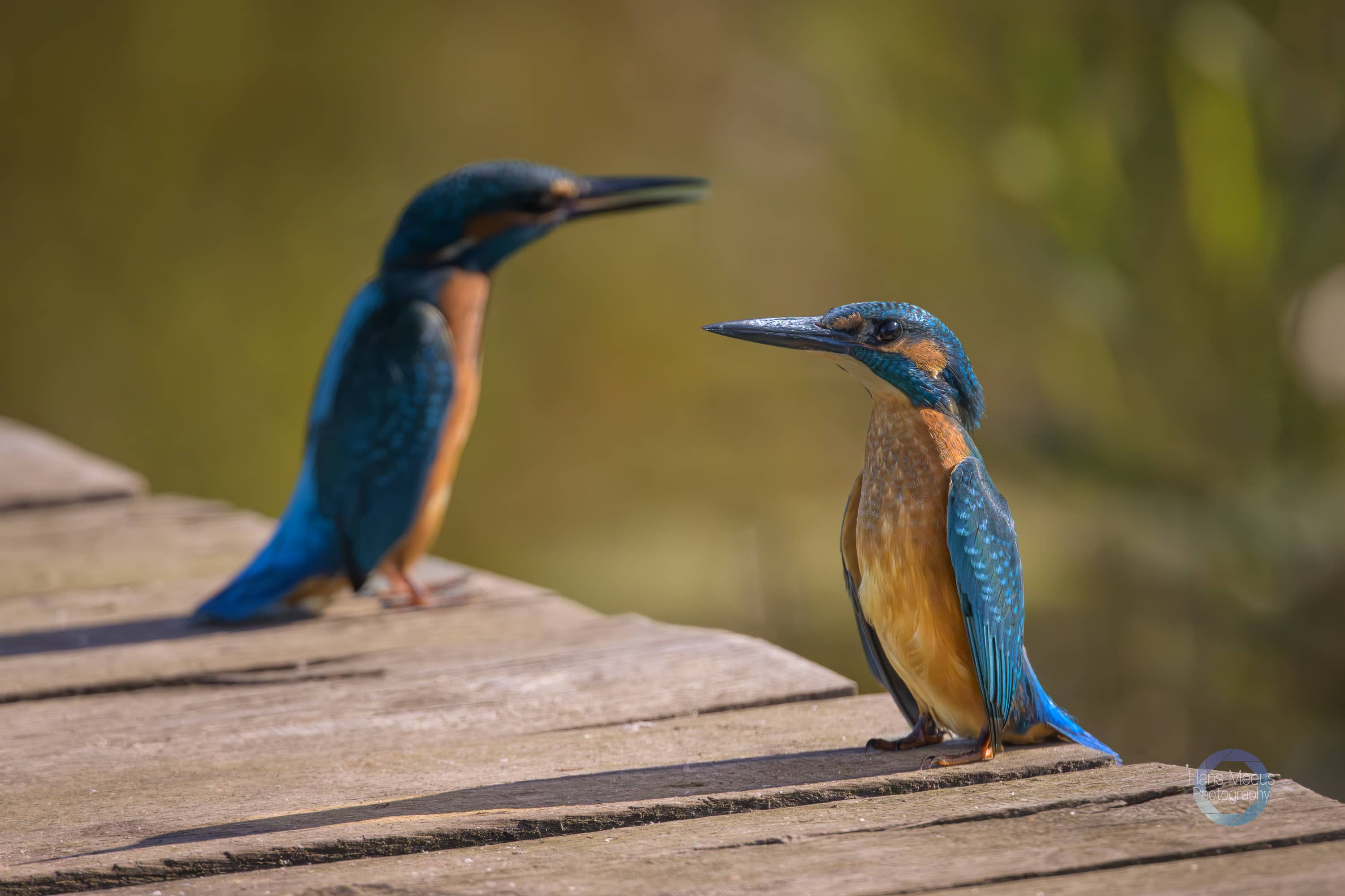 Twee ijsvogels op een bruggetje bij de spottershut Het Vinne Zoutleeuw - winnaar 2e prijs.