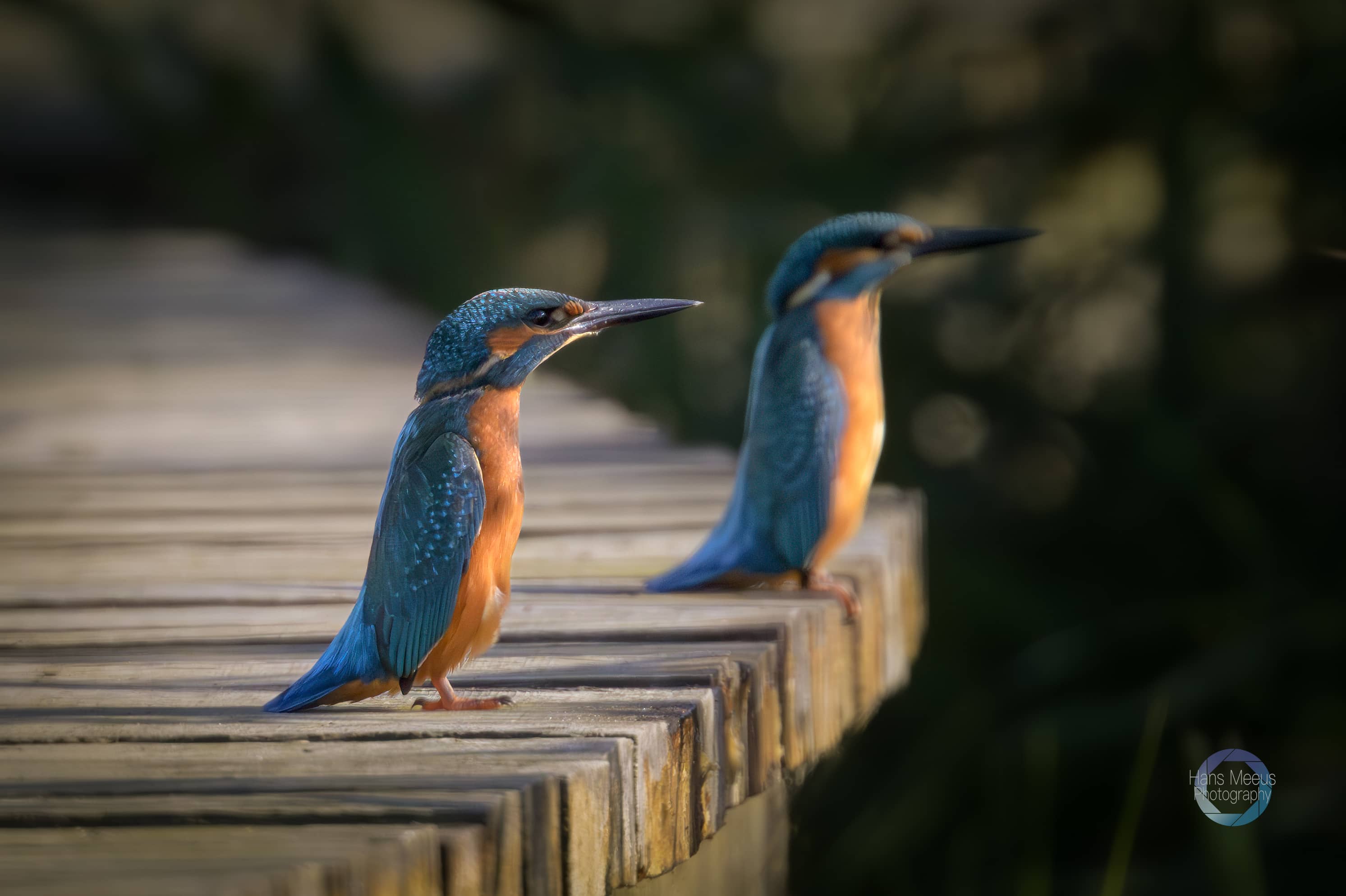 Het Vinne Zoutleeuw Ijsvogels op het Pad naar de Kleine Spotterhut Het Vinne Zoutleeuw