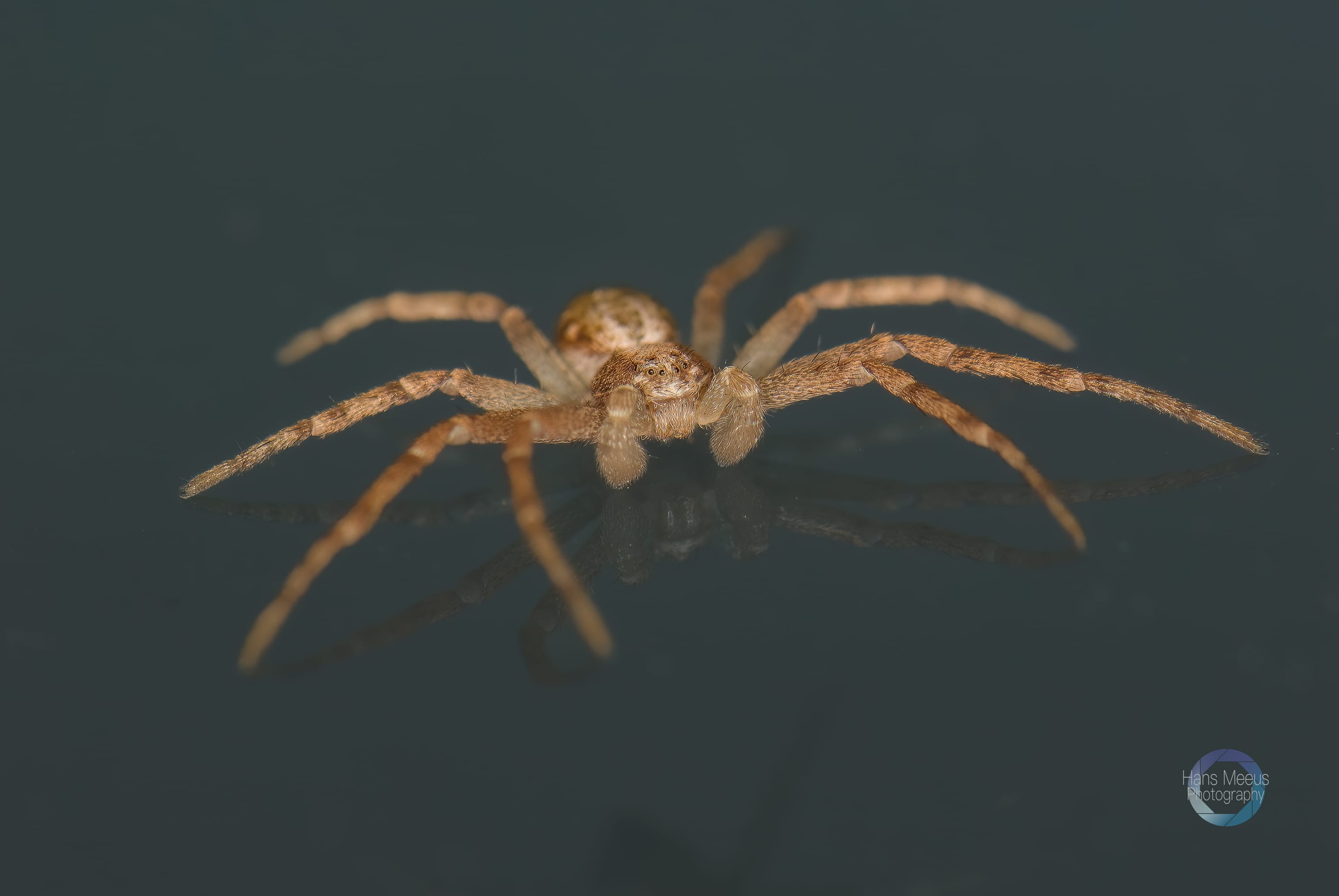 Krabspin