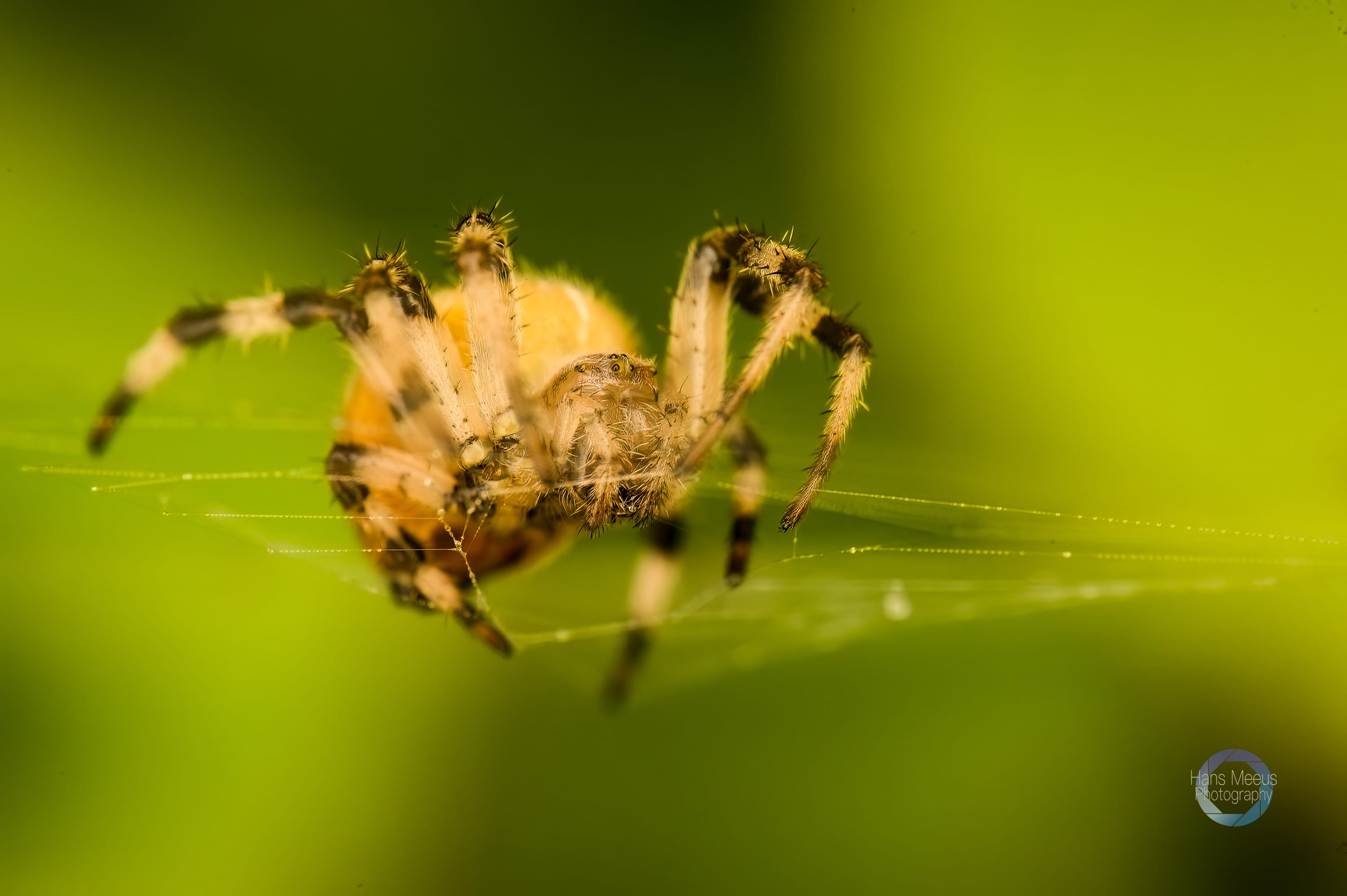 Kruisspin Op Haar Web