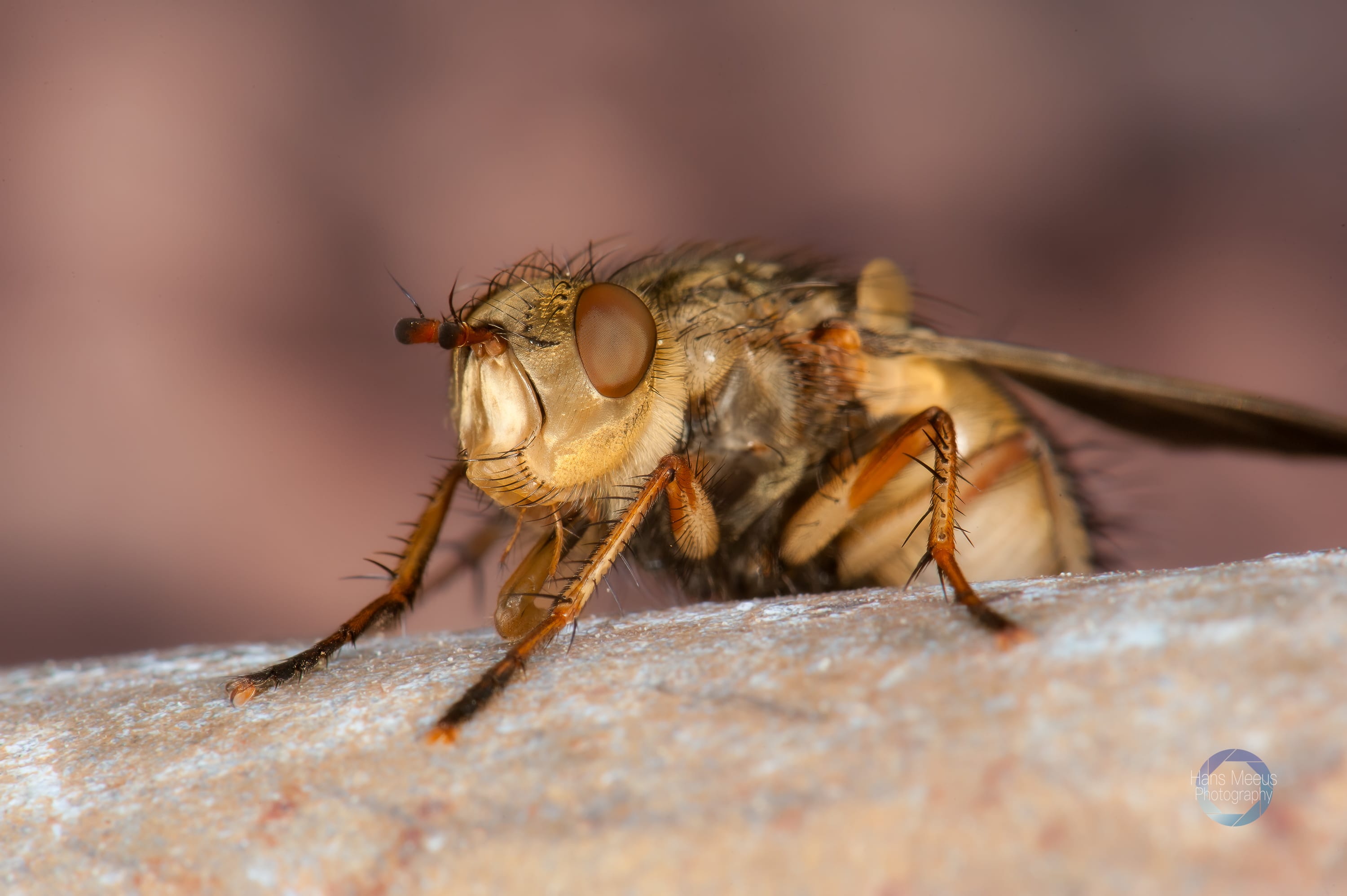 Phaonia Tuguriorum Closeup