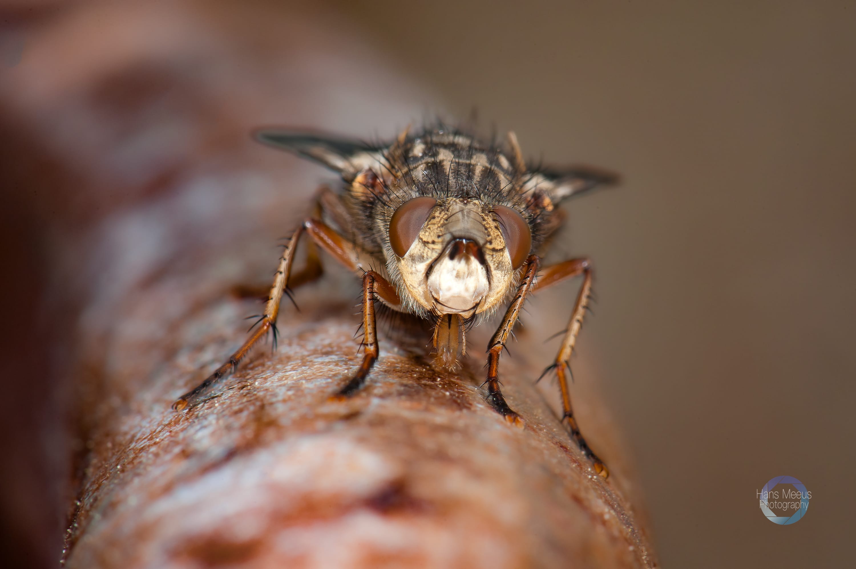 Phaonia Tuguriorum
