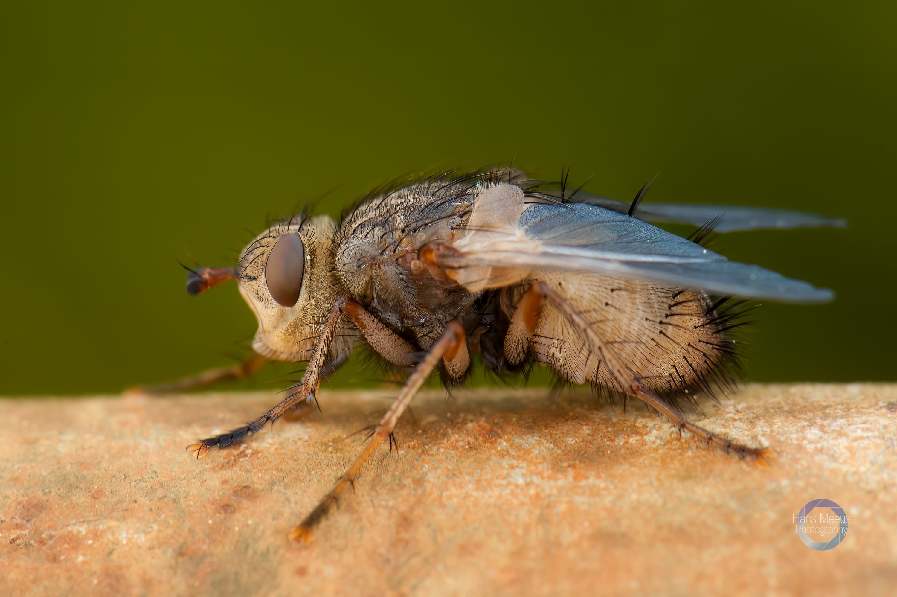 Phaonia Tuguriorum