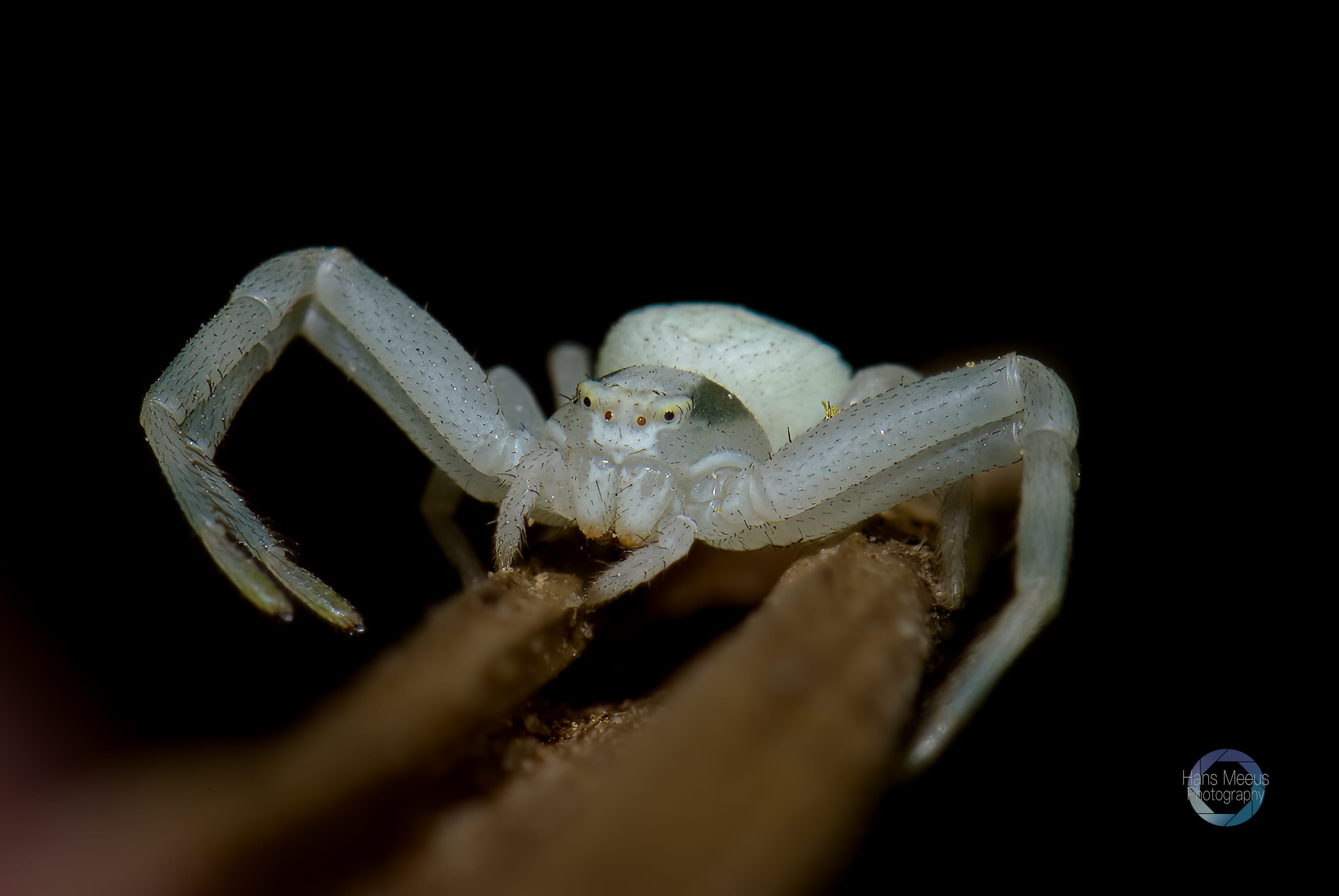 Witte Krabspin