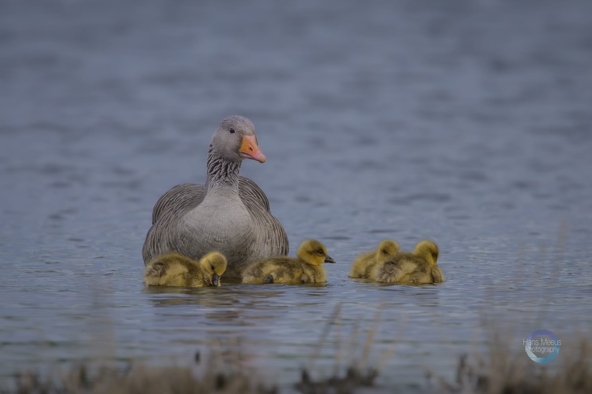Het Vinne Zoutleeuw Grauwe Gans En Kroost Op Het Water