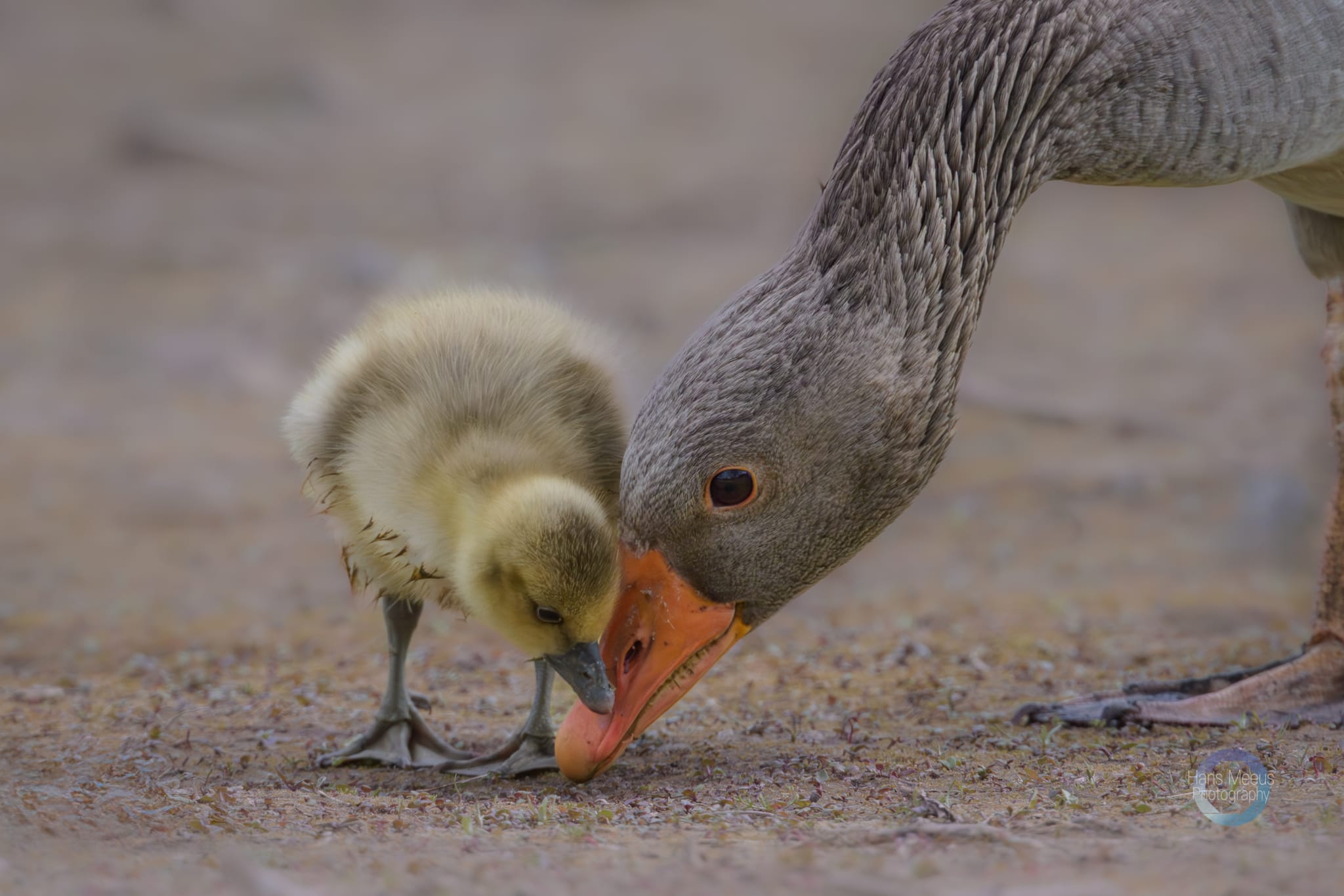 Het Vinne Zoutleeuw Grauwe Gans Kuiken in De Leer