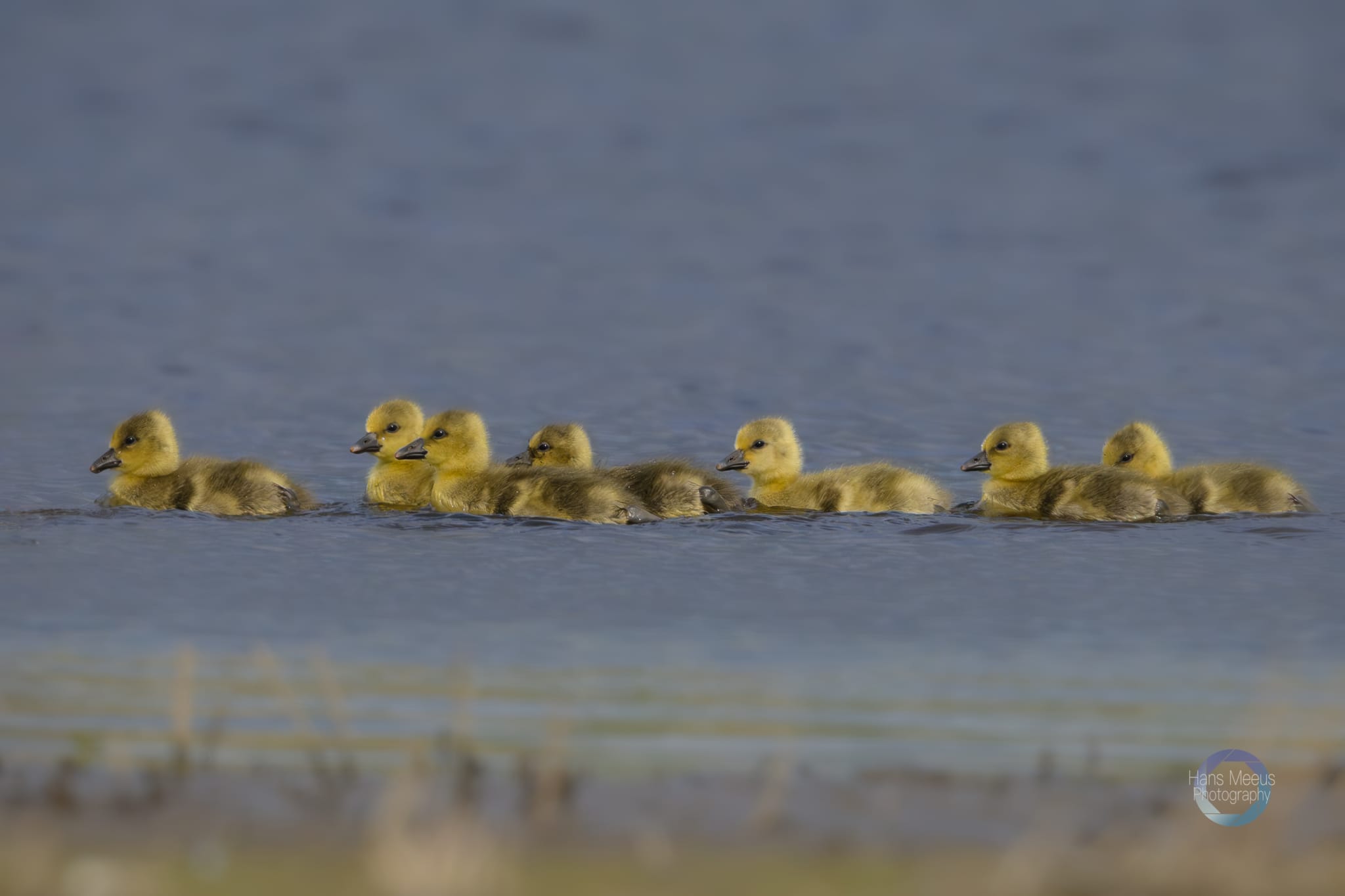 Het Vinne Zoutleeuw Grauwe Gans Kuikens Op Het Water