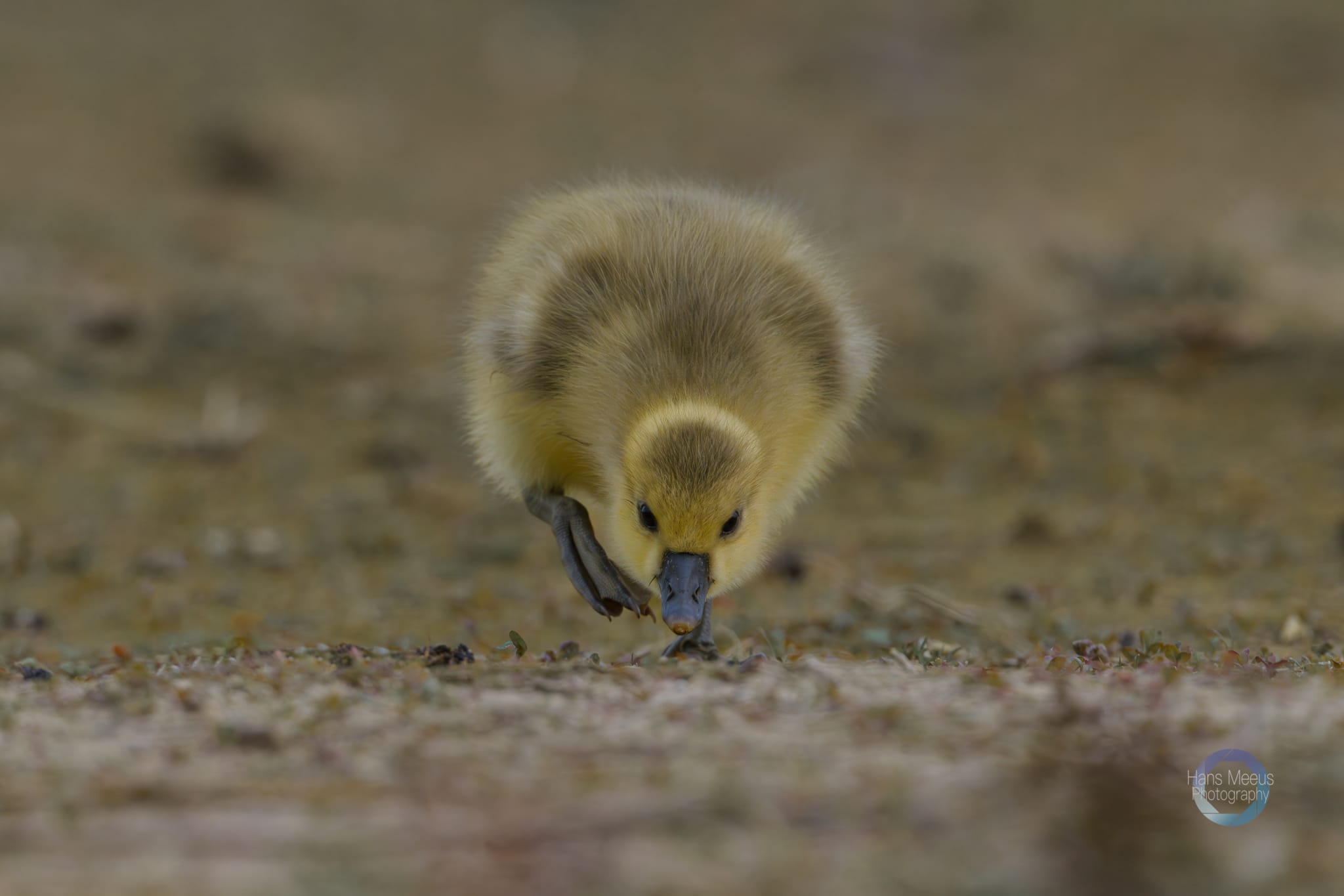 Het Vinne Zoutleeuw Kuiken Grauwe Gans