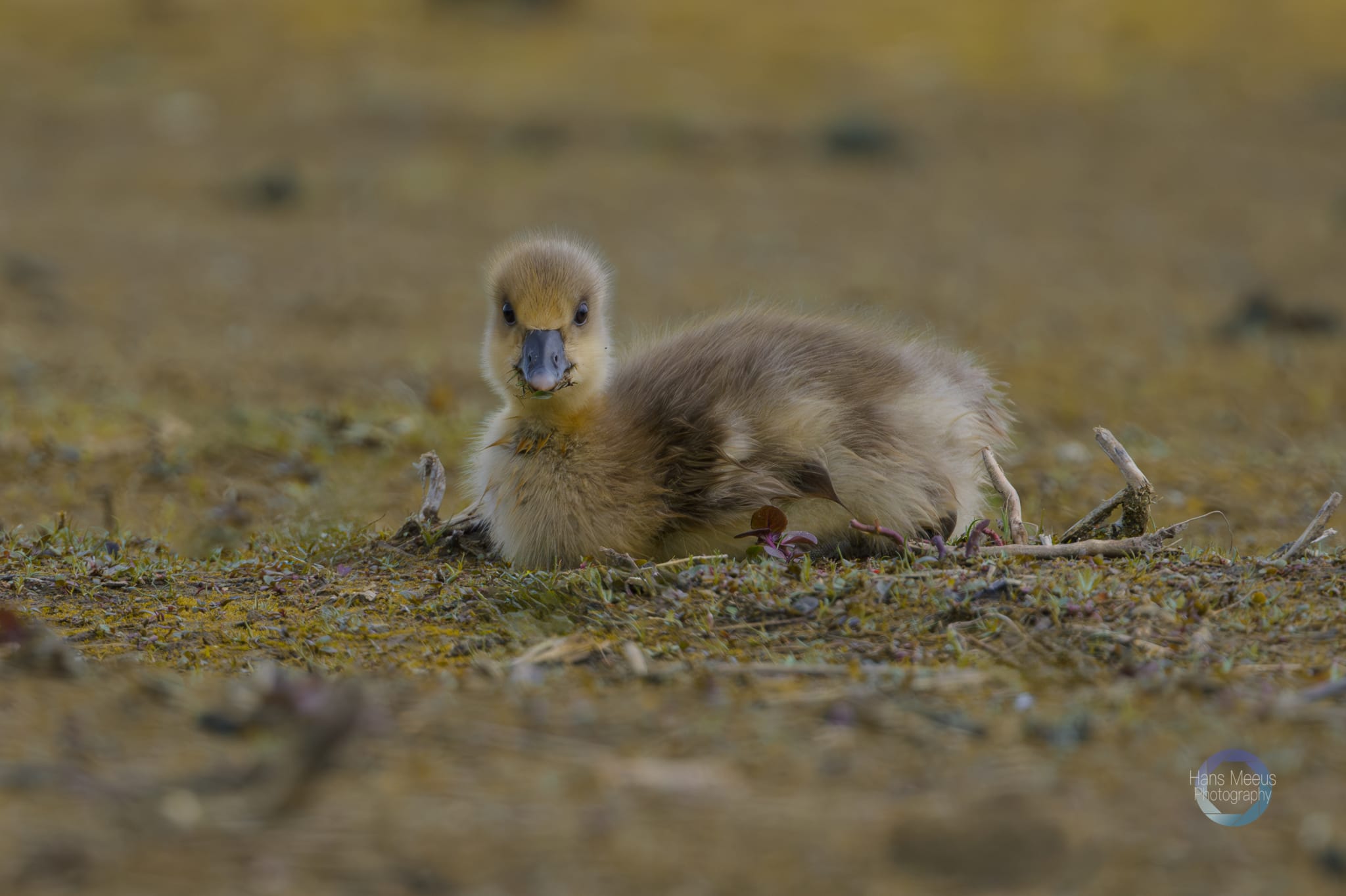 Het Vinne Zoutleeuw Kuiken Grauwe Gans