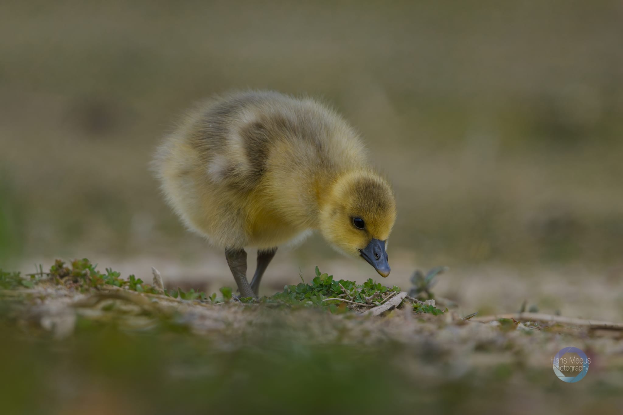 Het Vinne Zoutleeuw Kuiken Grauwe Gans