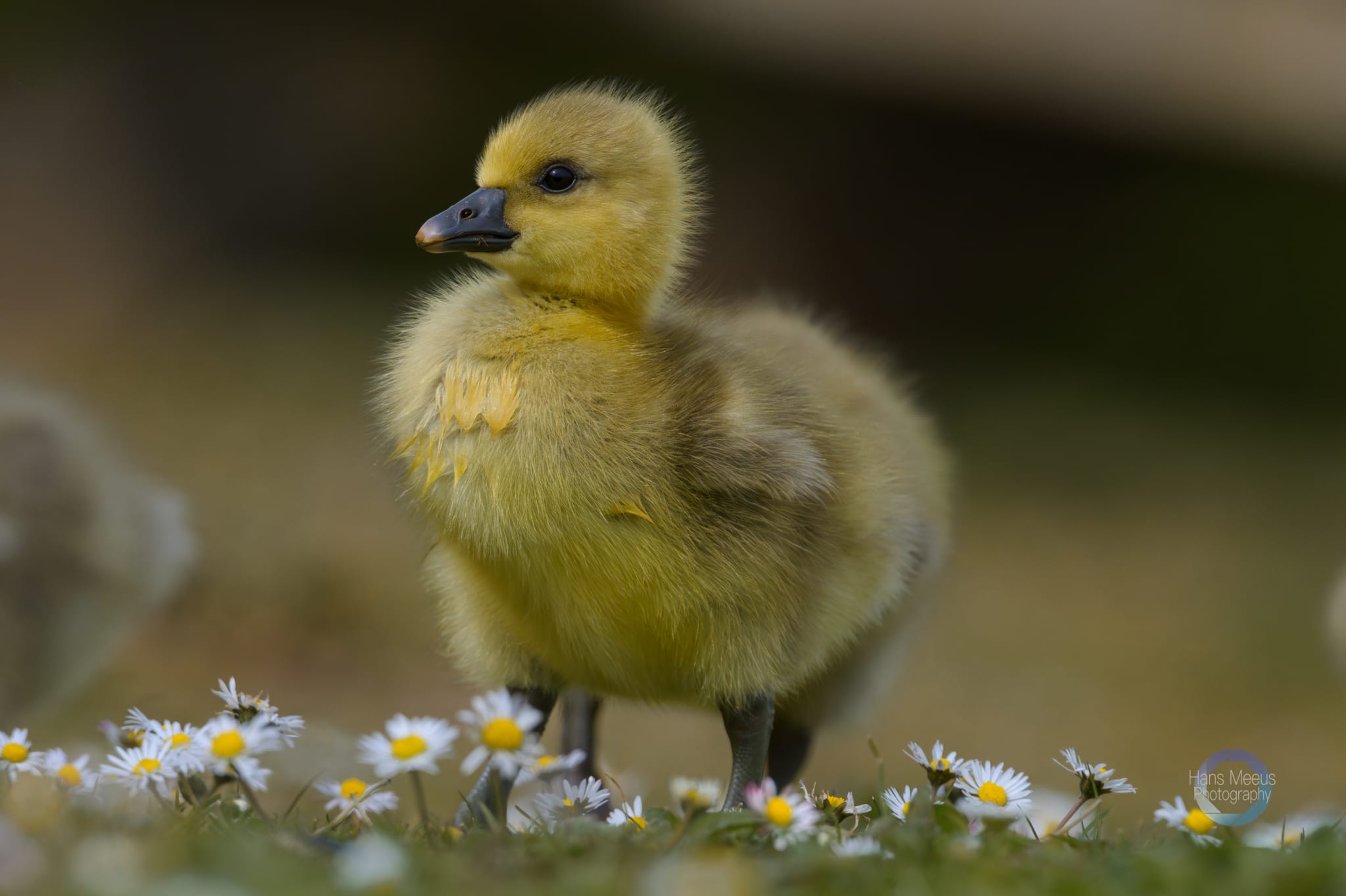 Het Vinne Zoutleeuw Kuiken Grauwe Gans