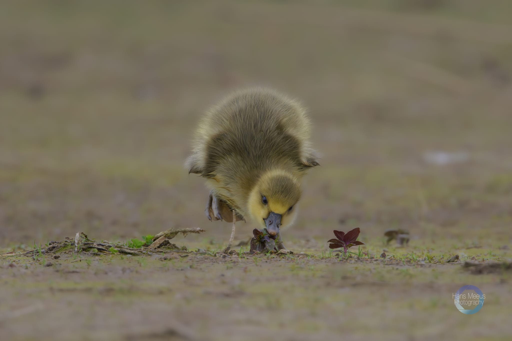 Het Vinne Zoutleeuw Kuiken Grauwe Gans Aan Het Ontbijt