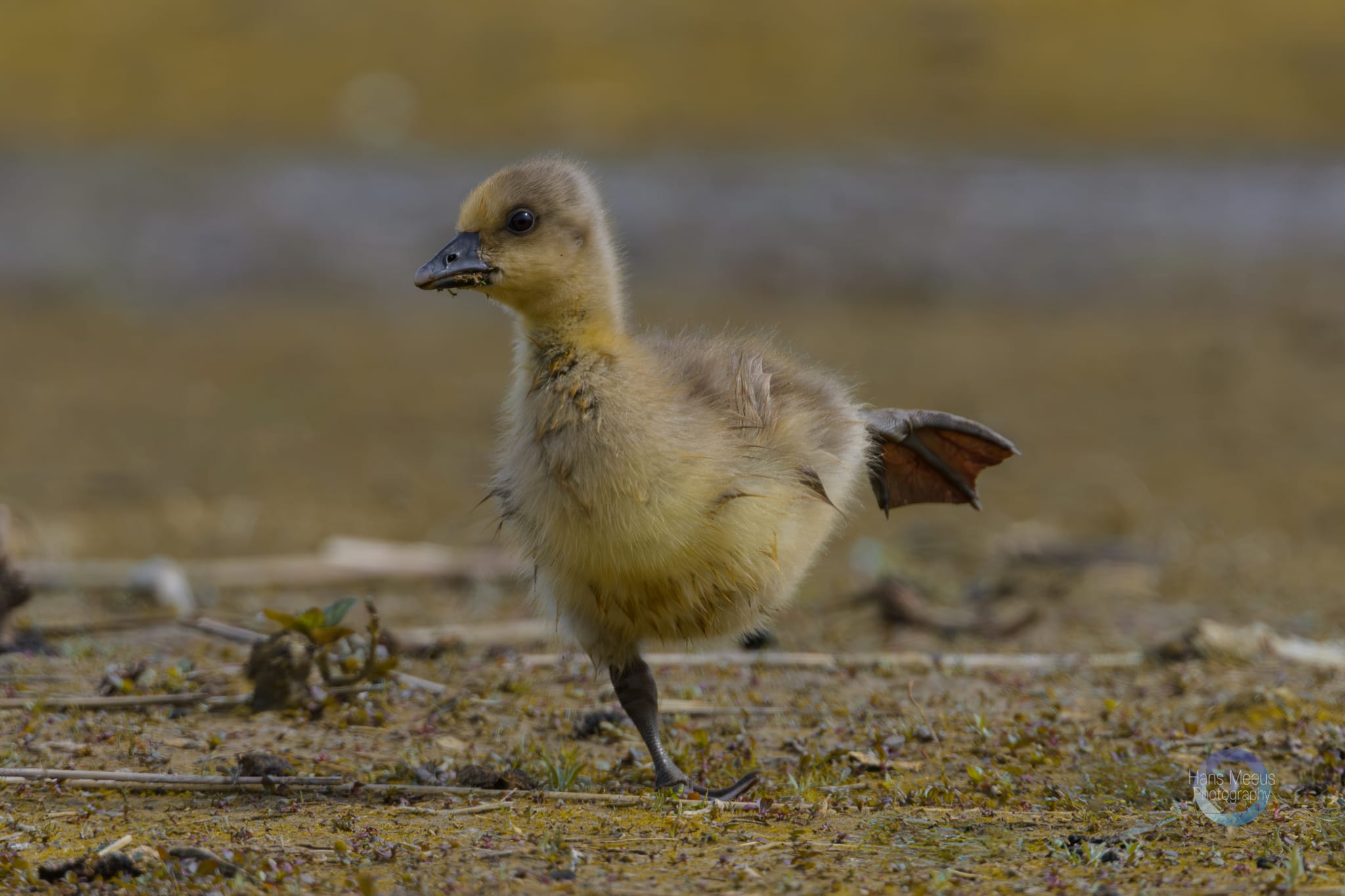 Het Vinne Zoutleeuw Kuiken Grauwe Gans
