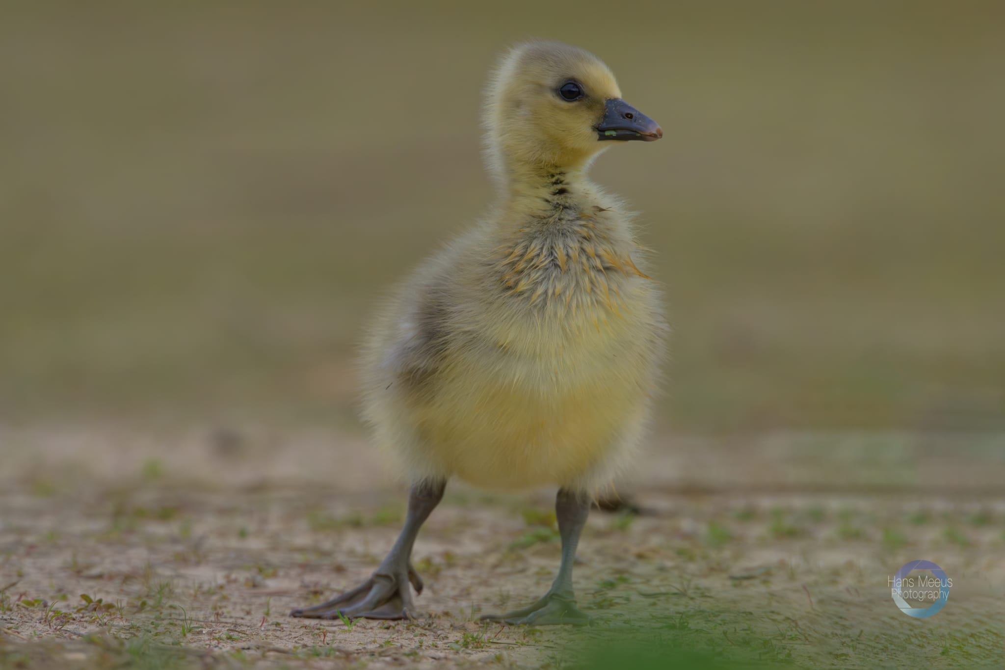 Het Vinne Zoutleeuw Kuiken Grauwe Gans Op De Foto