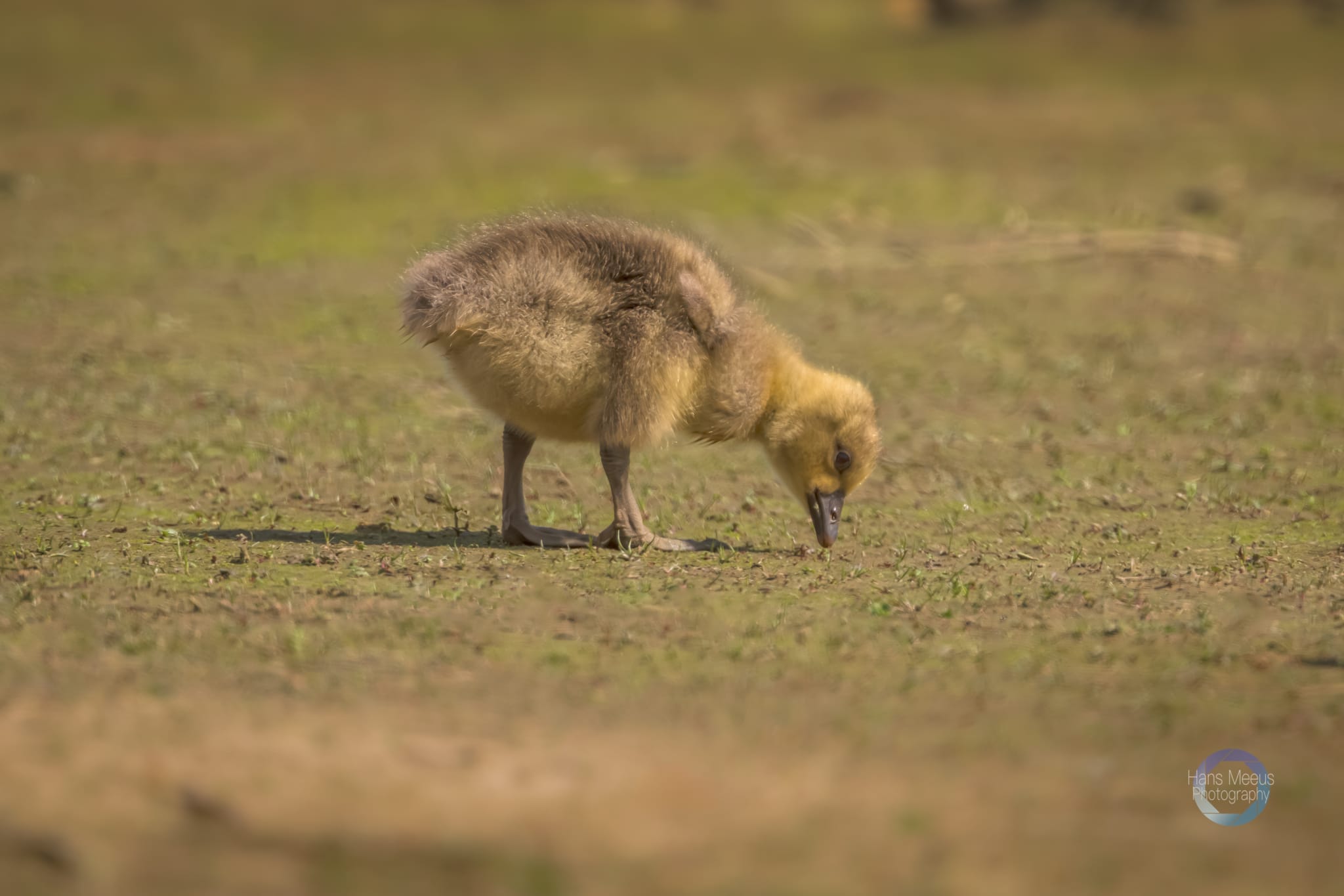 Het Vinne Zoutleeuw Kuiken Grauwe Gans Op Het Gras
