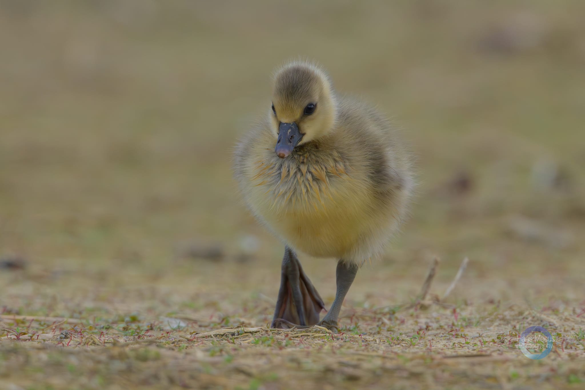 Het Vinne Zoutleeuw Kuiken Grauwe Gans Op Stap
