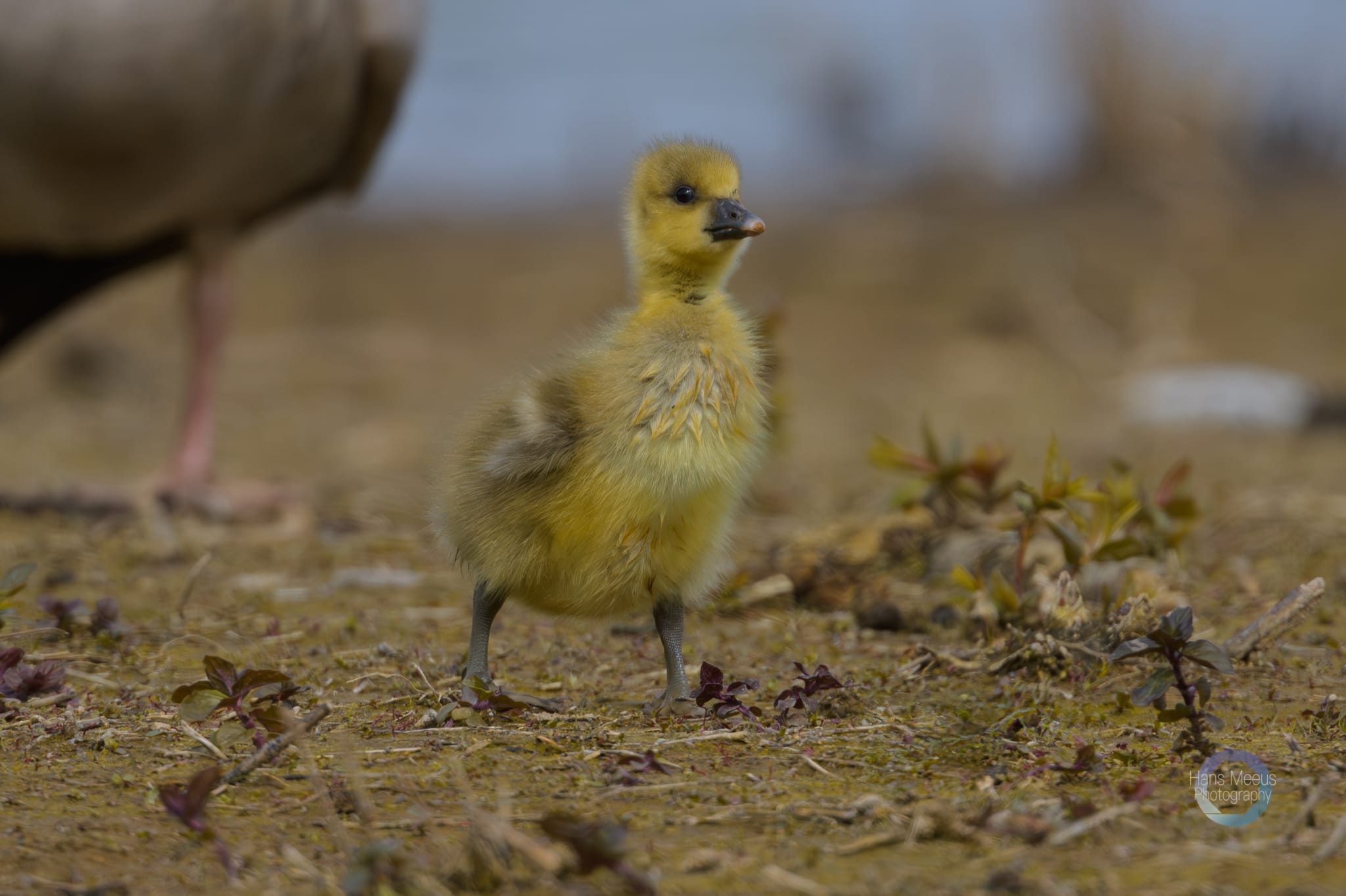 Het Vinne Zoutleeuw Kuiken Grauwe Gans