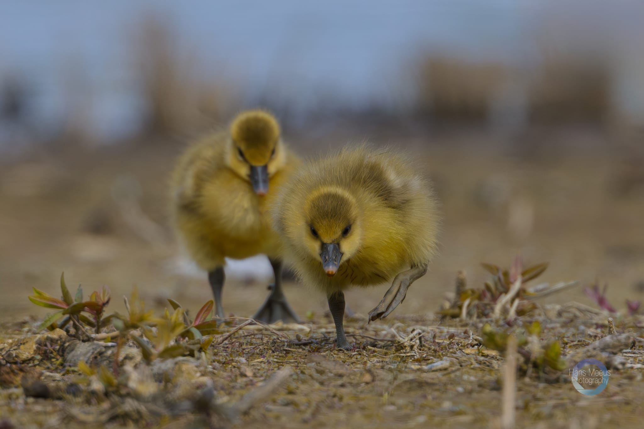Het Vinne Zoutleeuw Kuikens Grauwe Gans