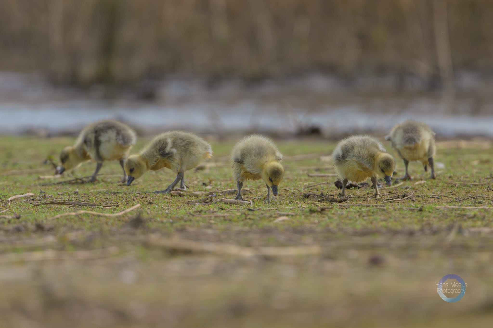 Het Vinne Zoutleeuw Kuikens Grauwe Gans Op De Oever