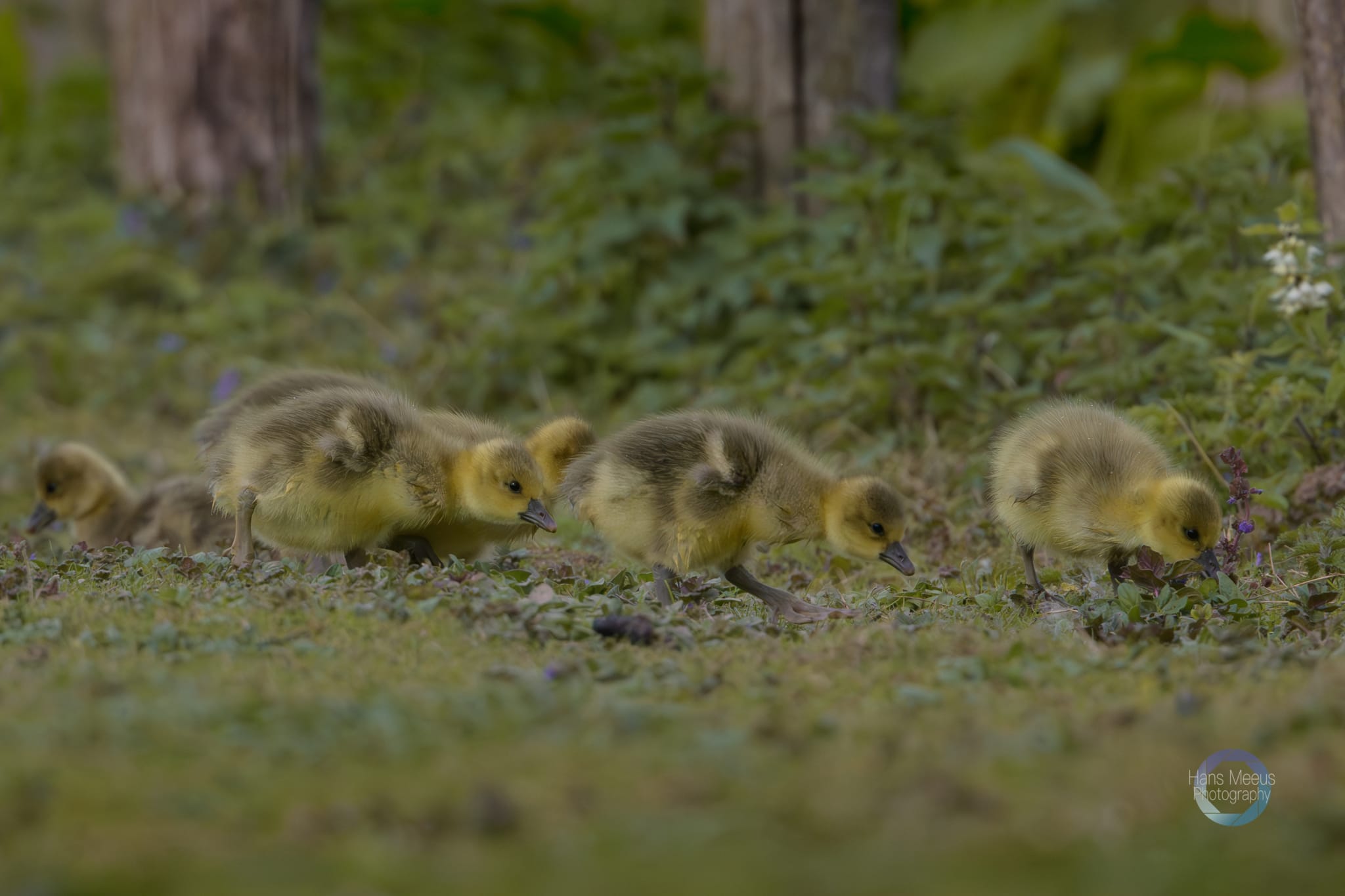 Het Vinne Zoutleeuw Kuikens Grauwe Gans Op Het Gras