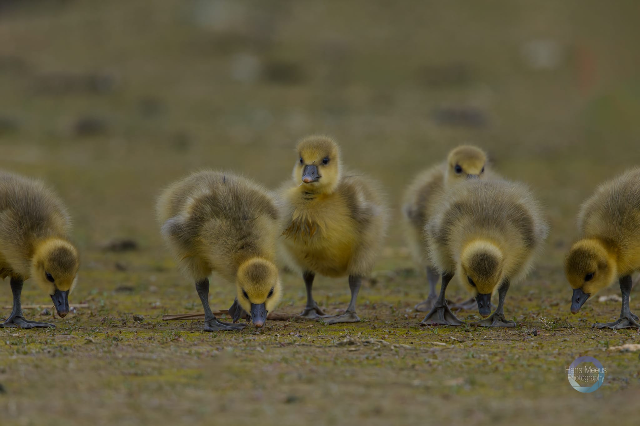 Het Vinne Zoutleeuw Kuikens Grauwe Gans