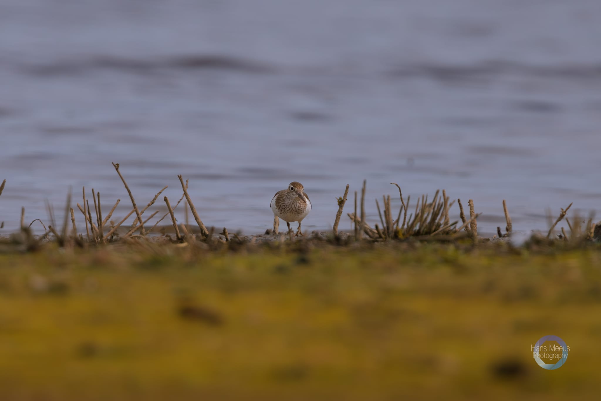 Het Vinne Zoutleeuw Oeverloper