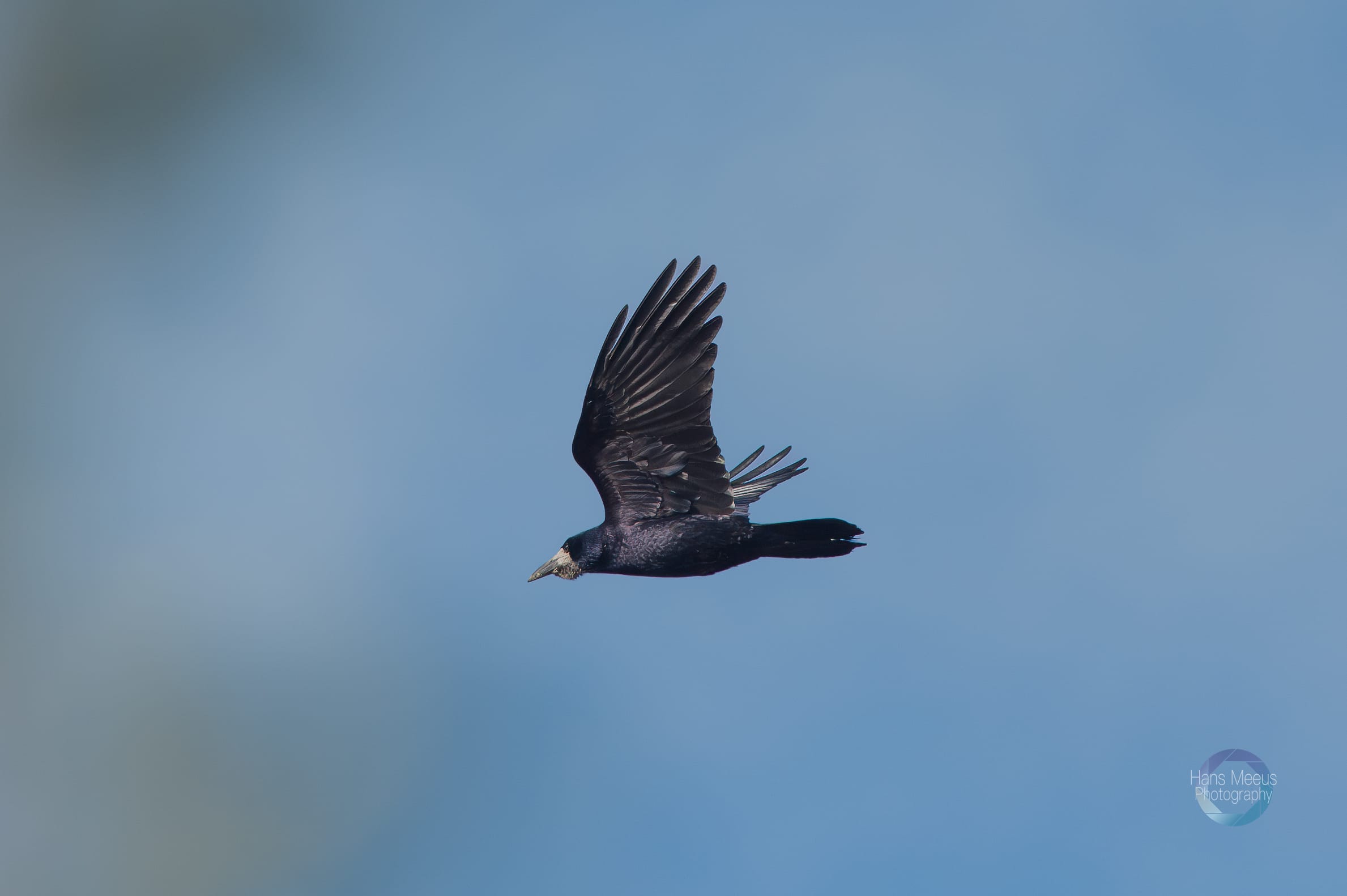 Roek in De Vlucht