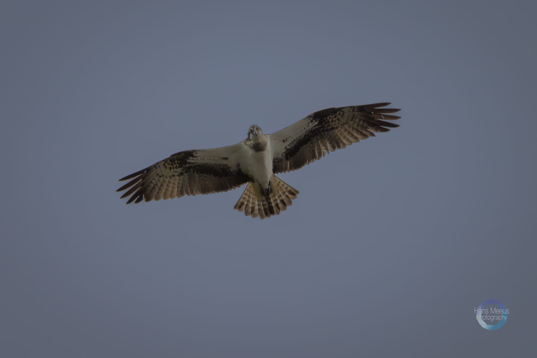 Het Vinne Zoutleeuw Visarend