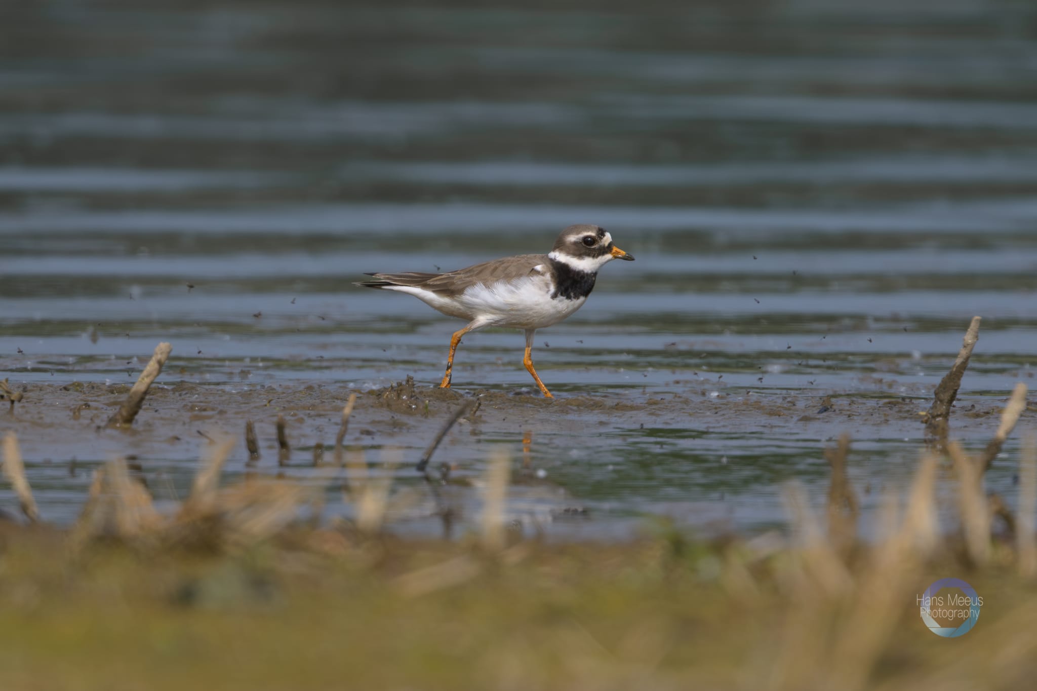 Het Vinne Zoutleeuw Bontbekplevier