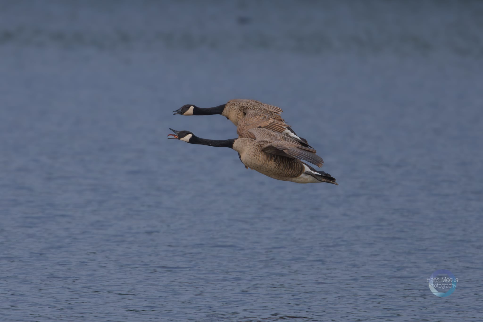 Het Vinne Zoutleeuw Canadese Ganzen