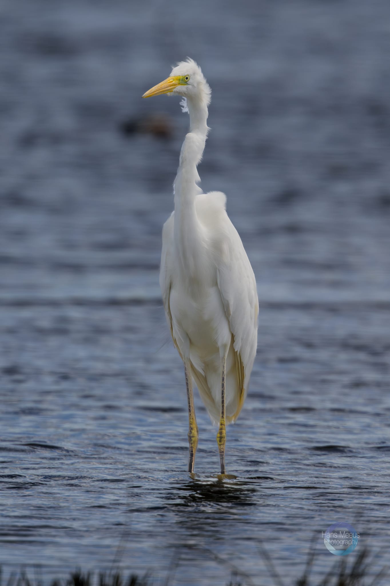 Het Vinne Zoutleeuw Grote Zilverreiger