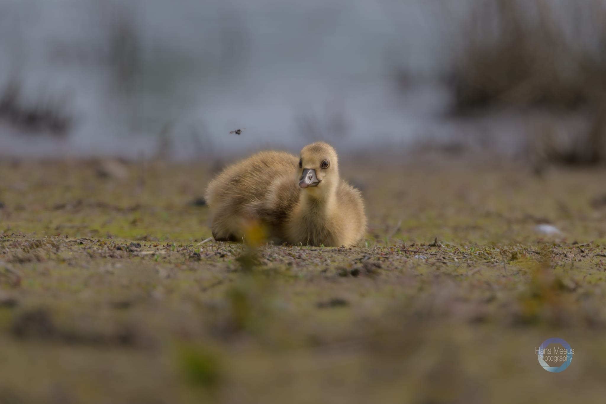 Het Vinne Zoutleeuw Kuiken Grauwe Gans