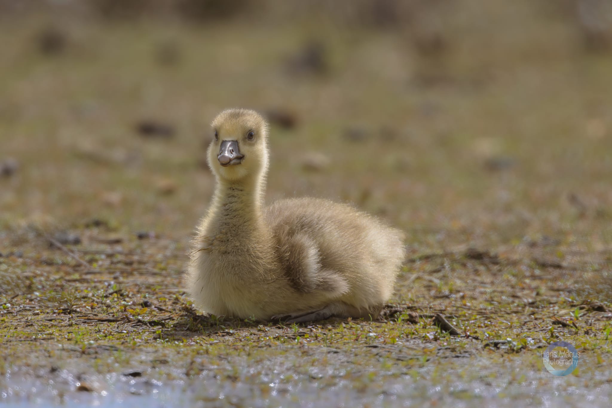 Het Vinne Zoutleeuw Kuiken Grauwe Gans