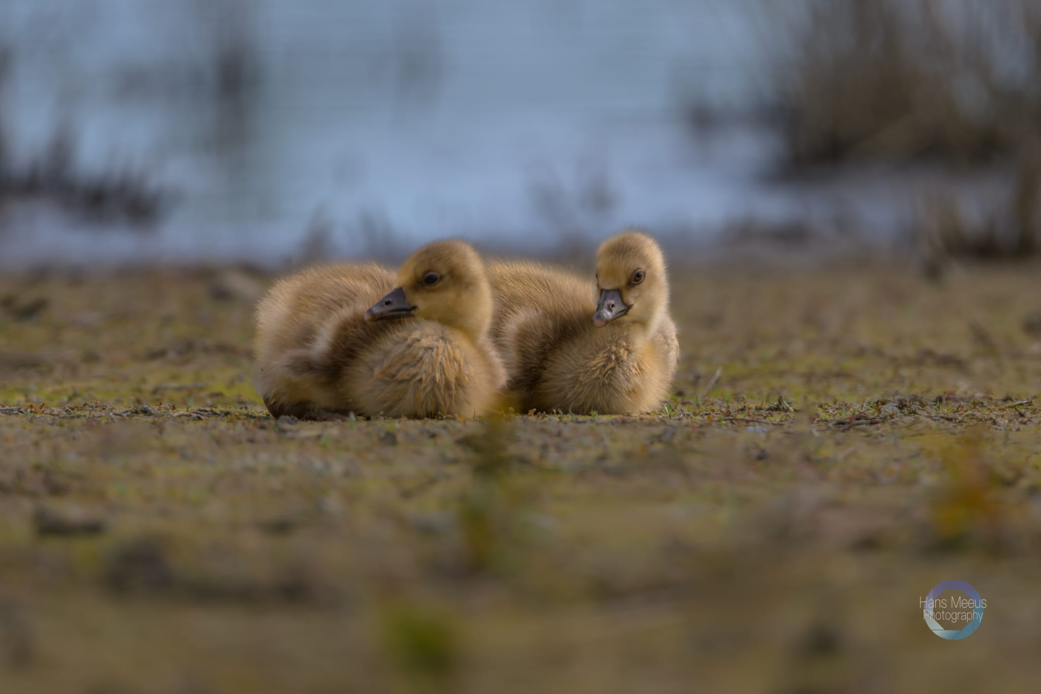 Het Vinne Zoutleeuw Kuiken Grauwe Gans