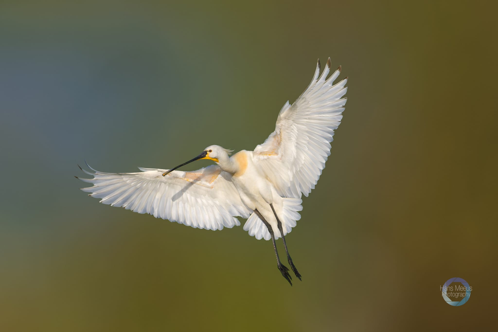 Lepelaar - Hans Meeus Photography Lepelaar Het Vinne Zoutleeuw