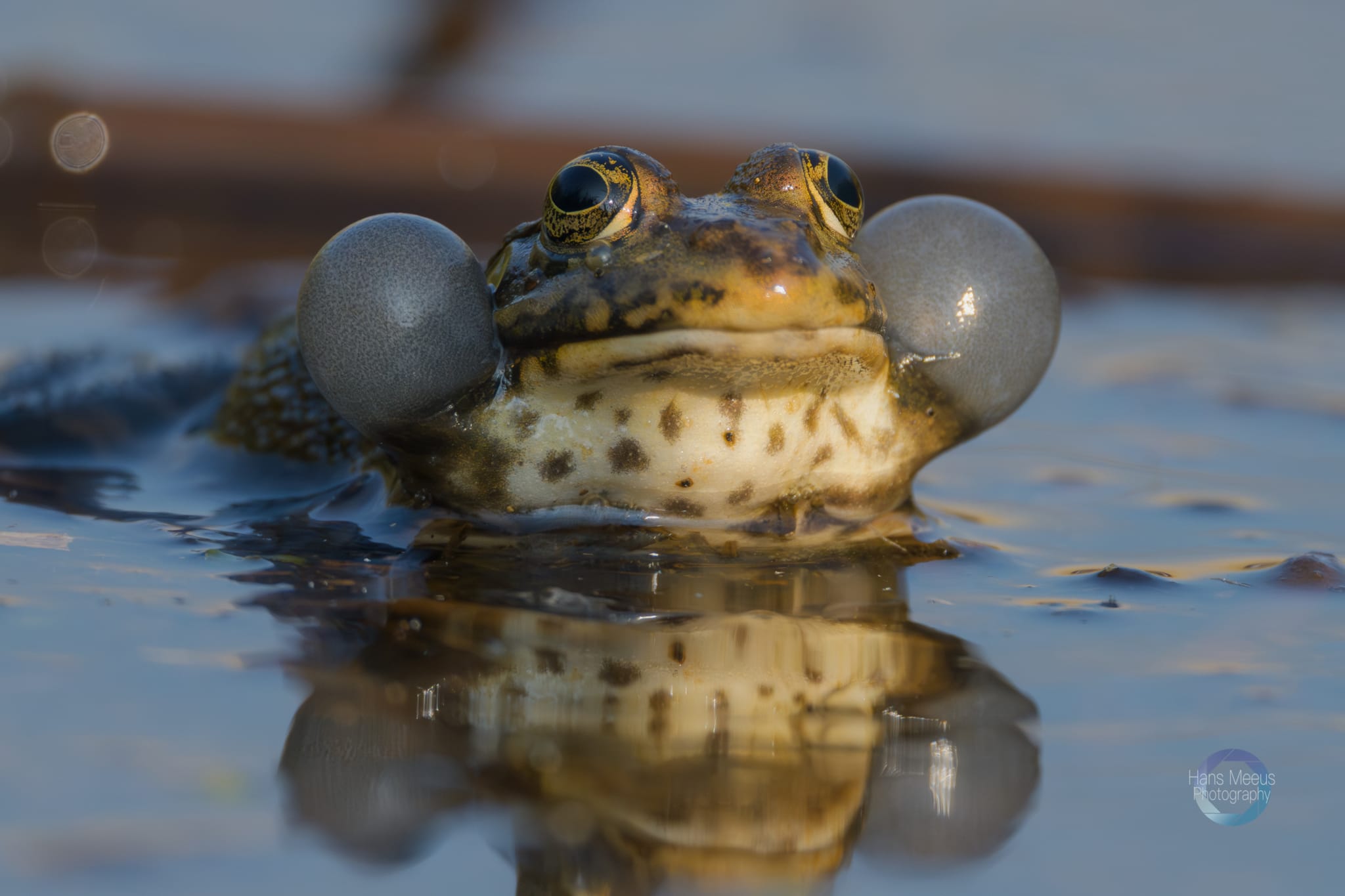 Meerkikker Het Vinne Zoutleeuw