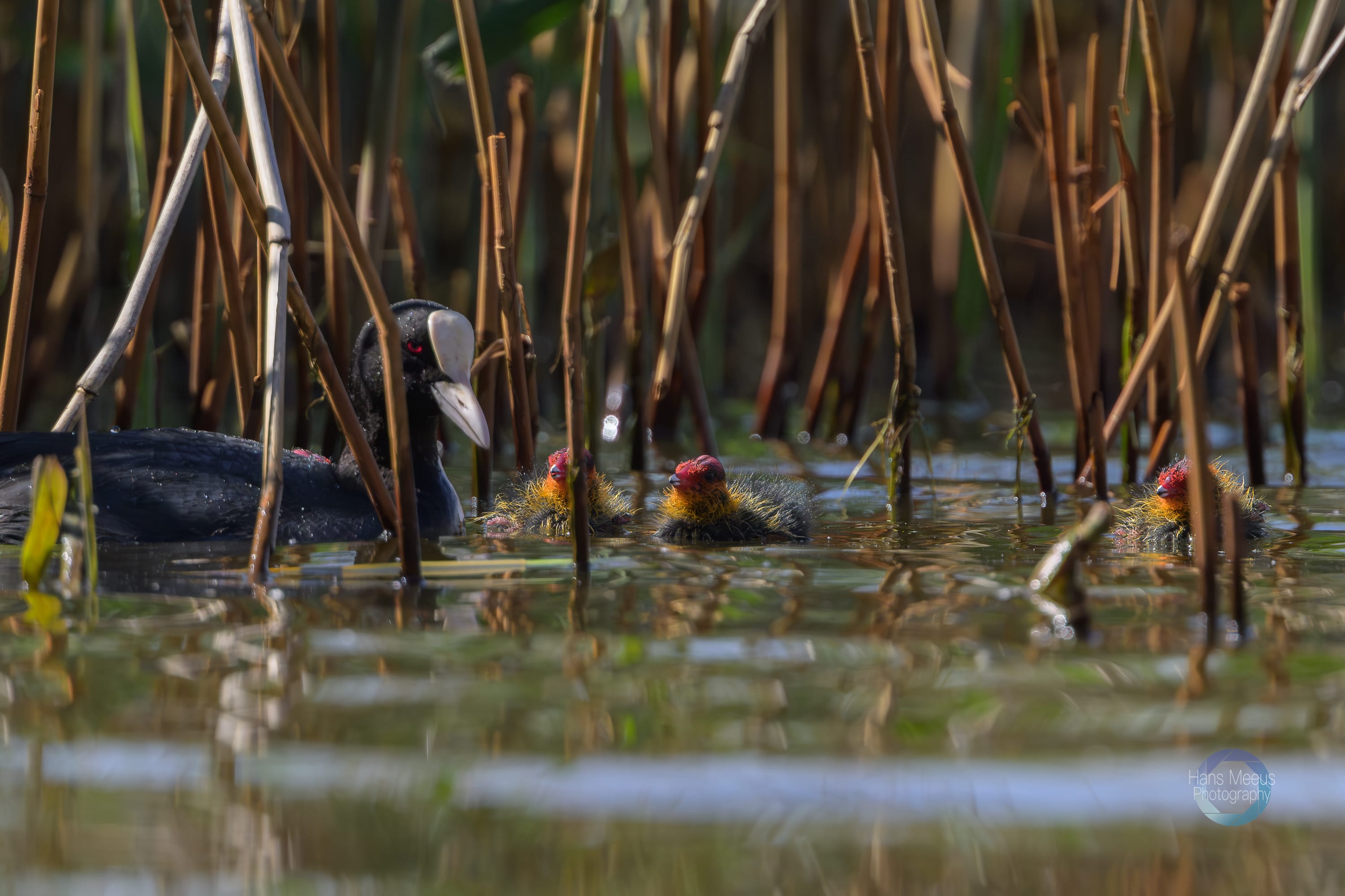 Meerkoet Jong Het Vinne Zoutleeuw