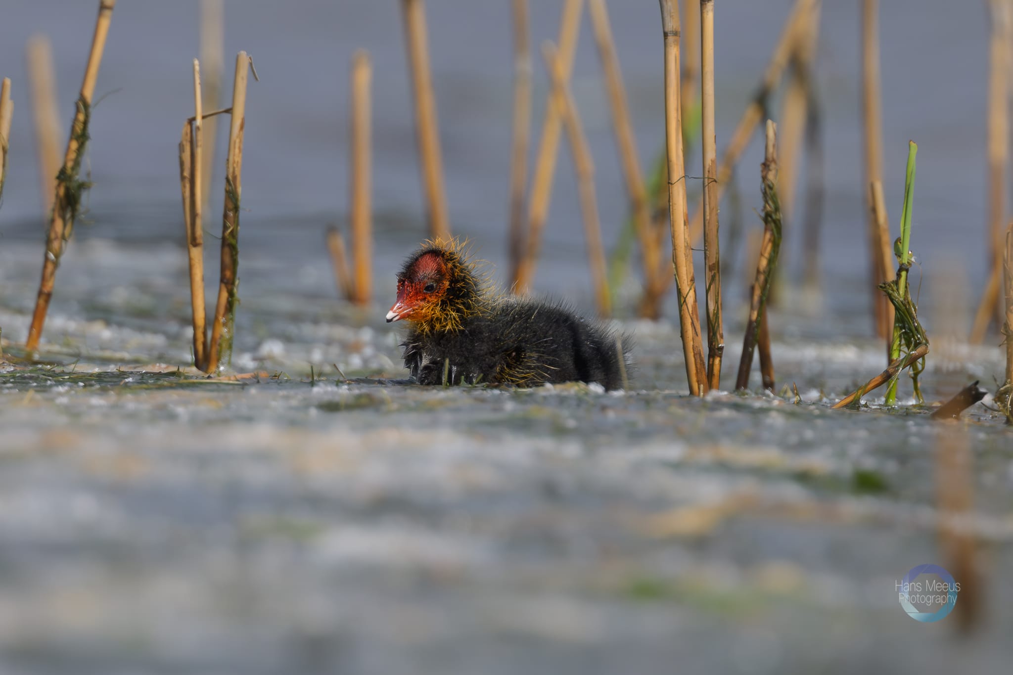 Meerkoet Jong - Hans Meeus Photography Meerkoet Jong Het Vinne Zoutleeuw