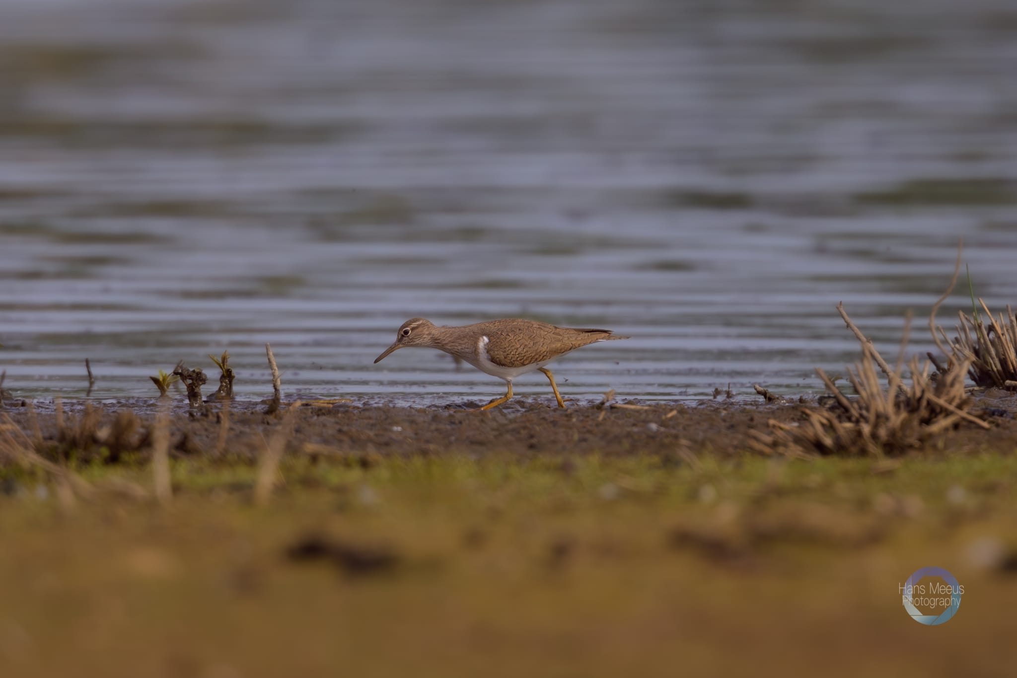 Het Vinne Zoutleeuw Oeverloper