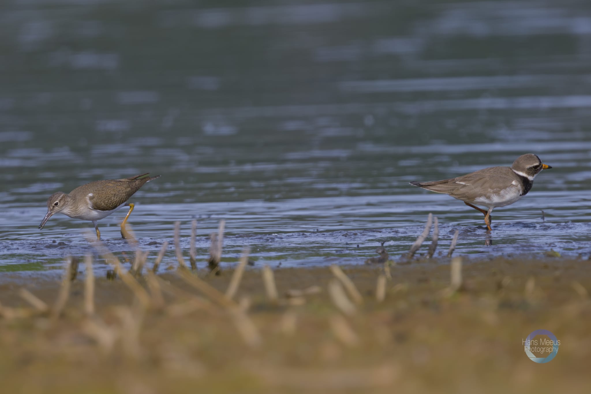 Het Vinne Zoutleeuw Oeverloper En Bontbekplevier