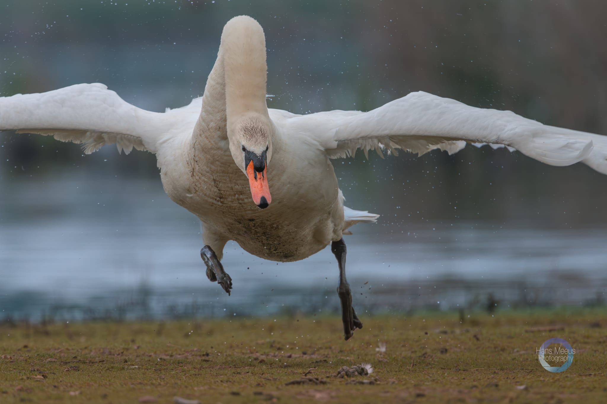 Het Vinne Zoutleeuw Swan King