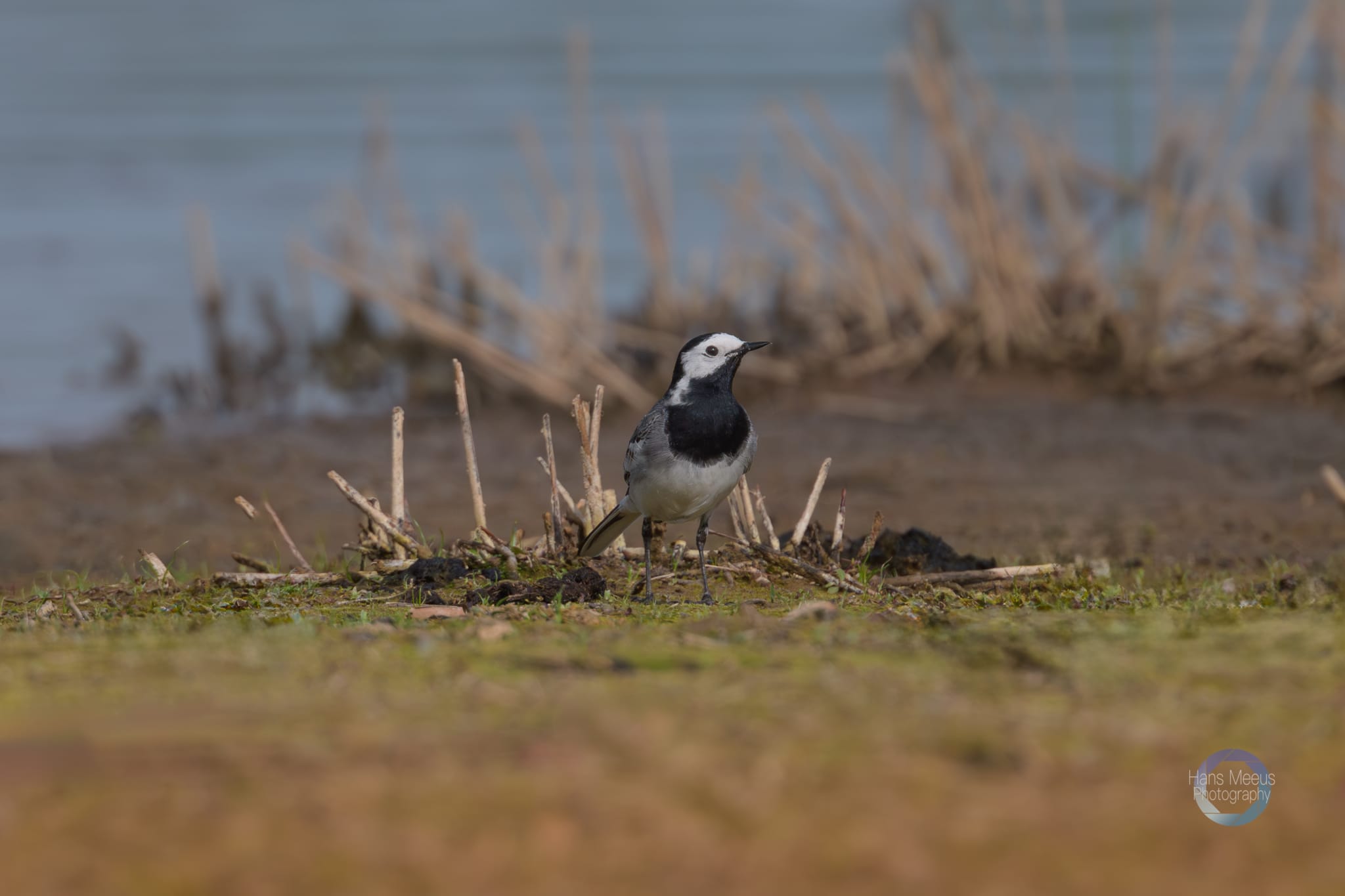 Het Vinne Zoutleeuw Witte Kwikstaart
