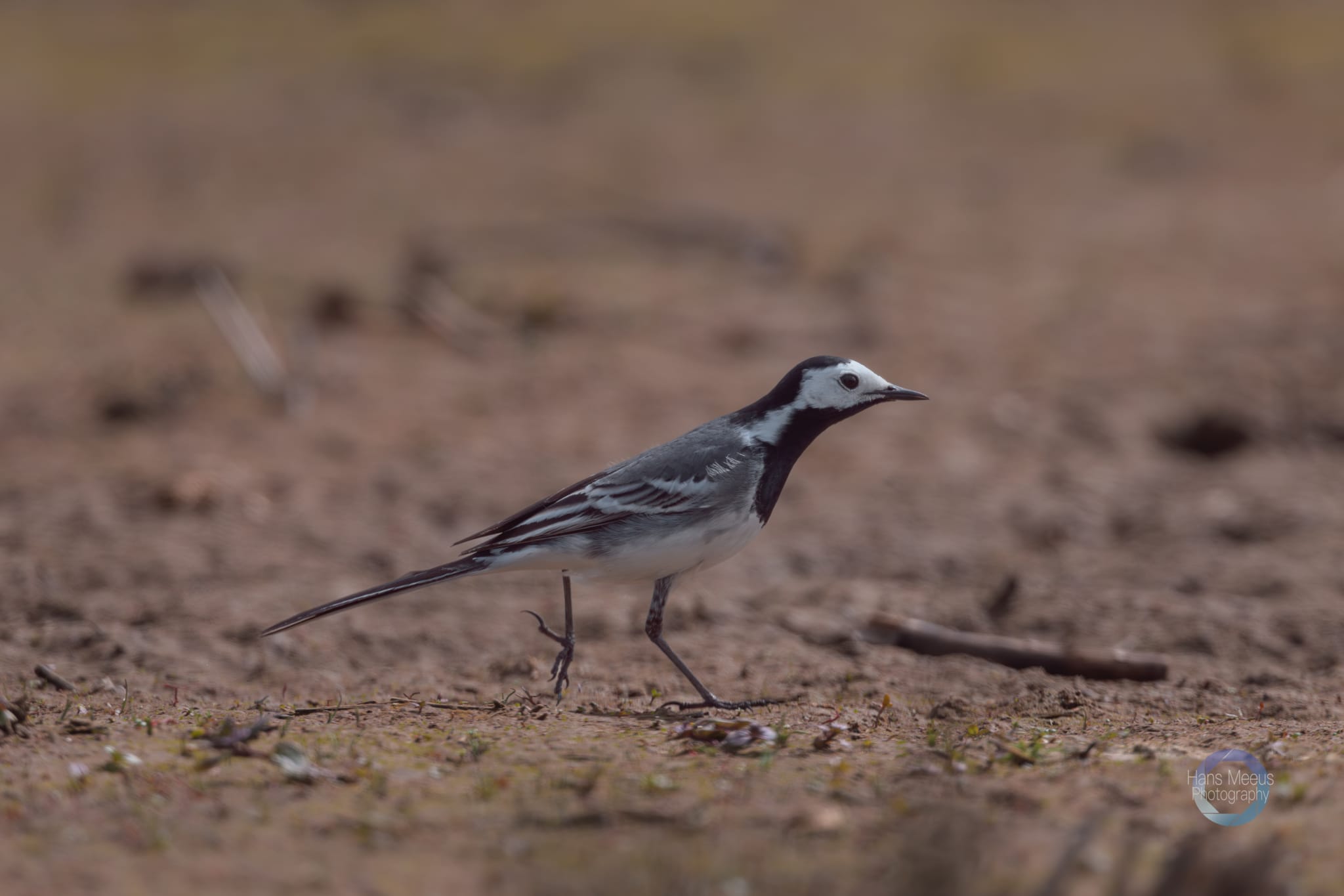 Het Vinne Zoutleeuw Witte Kwikstaart