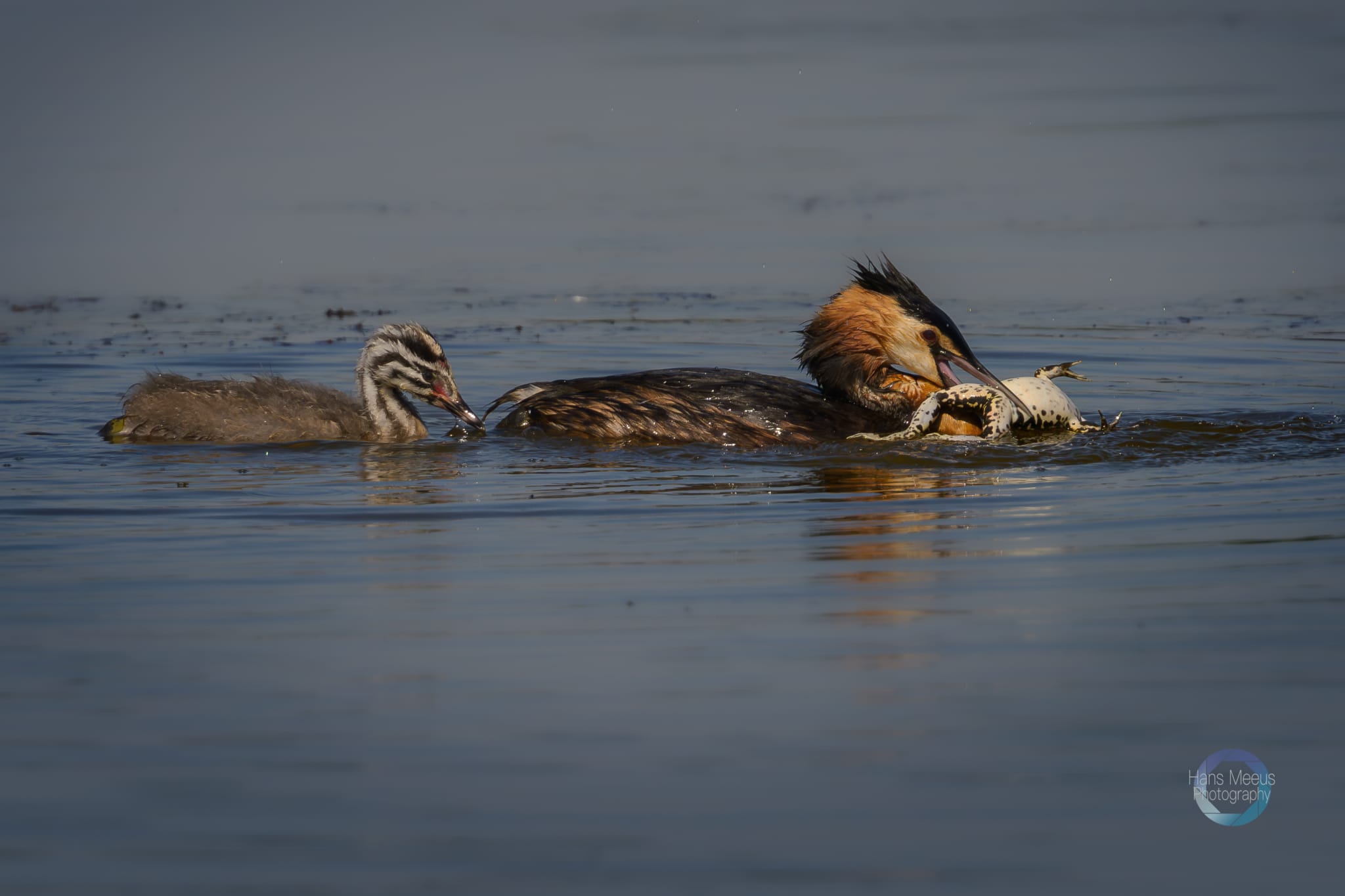 Big Snack Time - Hans Meeus Photography Big Snack Time Het Vinne Zoutleeuw