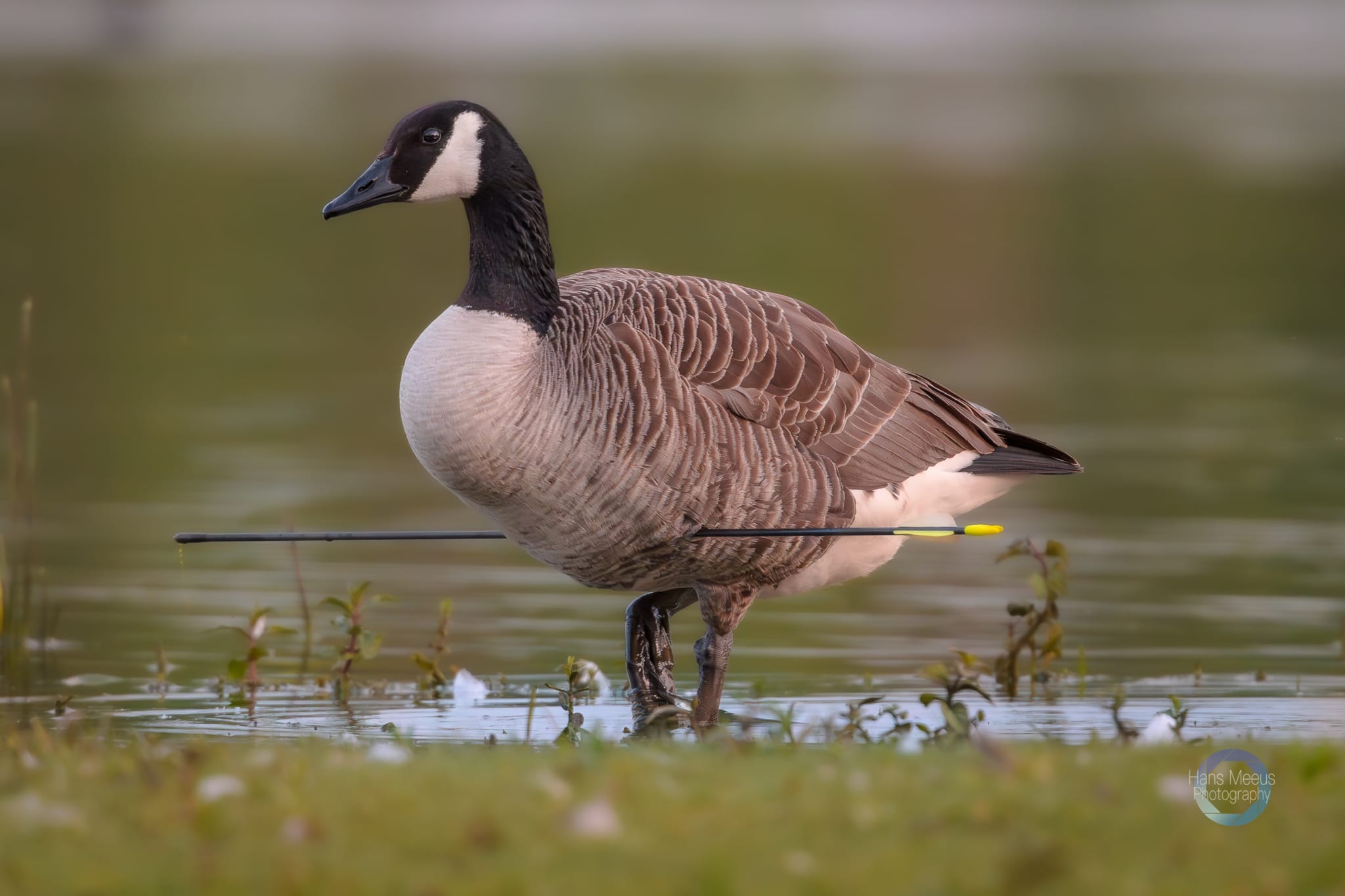 Canadese Gans Doorboort - Hans Meeus Photography Canadese Gans Doorboort