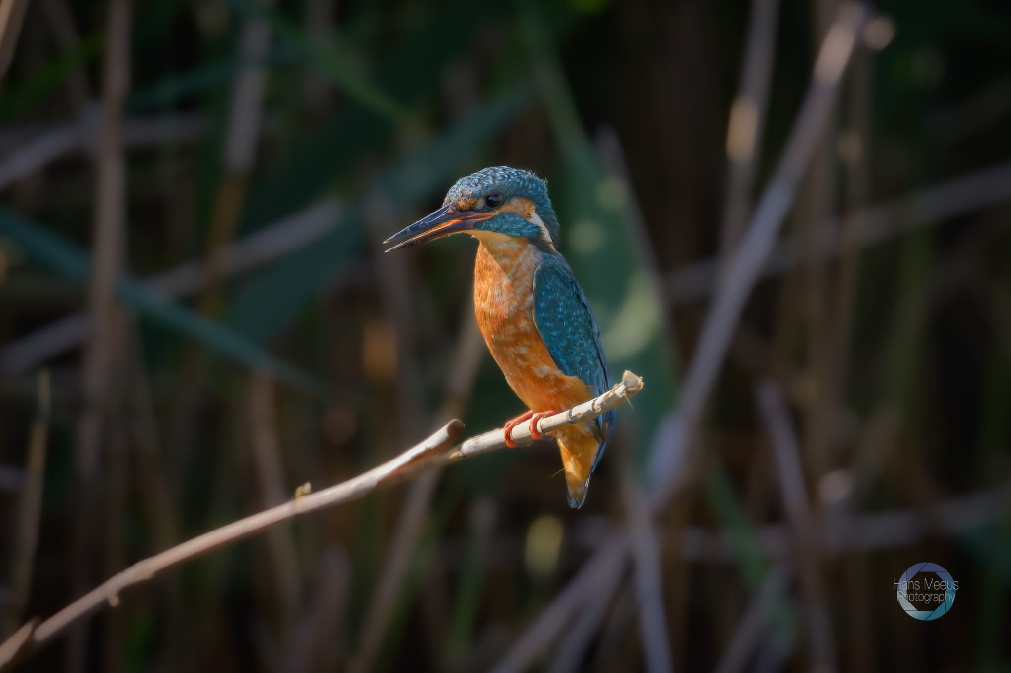 Ijsvogel - Hans Meeus Photography Ijsvogel Het Vinne Zoutleeuw